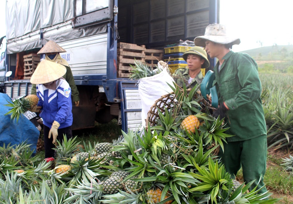 Quỳnh Thắng ưu tiên phát triển cây dứa chủ lực