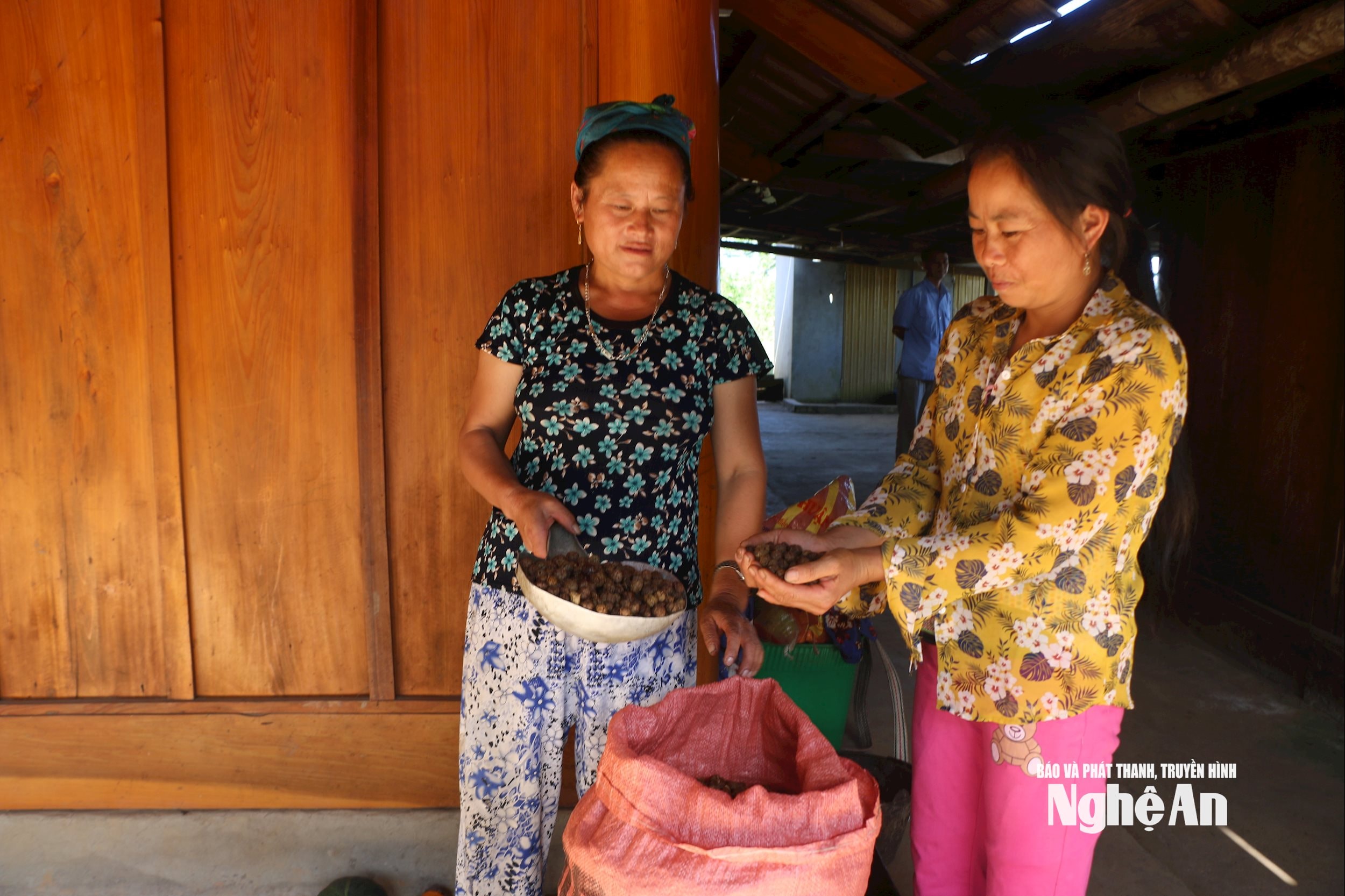 Người dân bản Pả Khốm thu hoạch và sấy khô bo bo để bán cho thương lái. Ảnh Khánh Ly