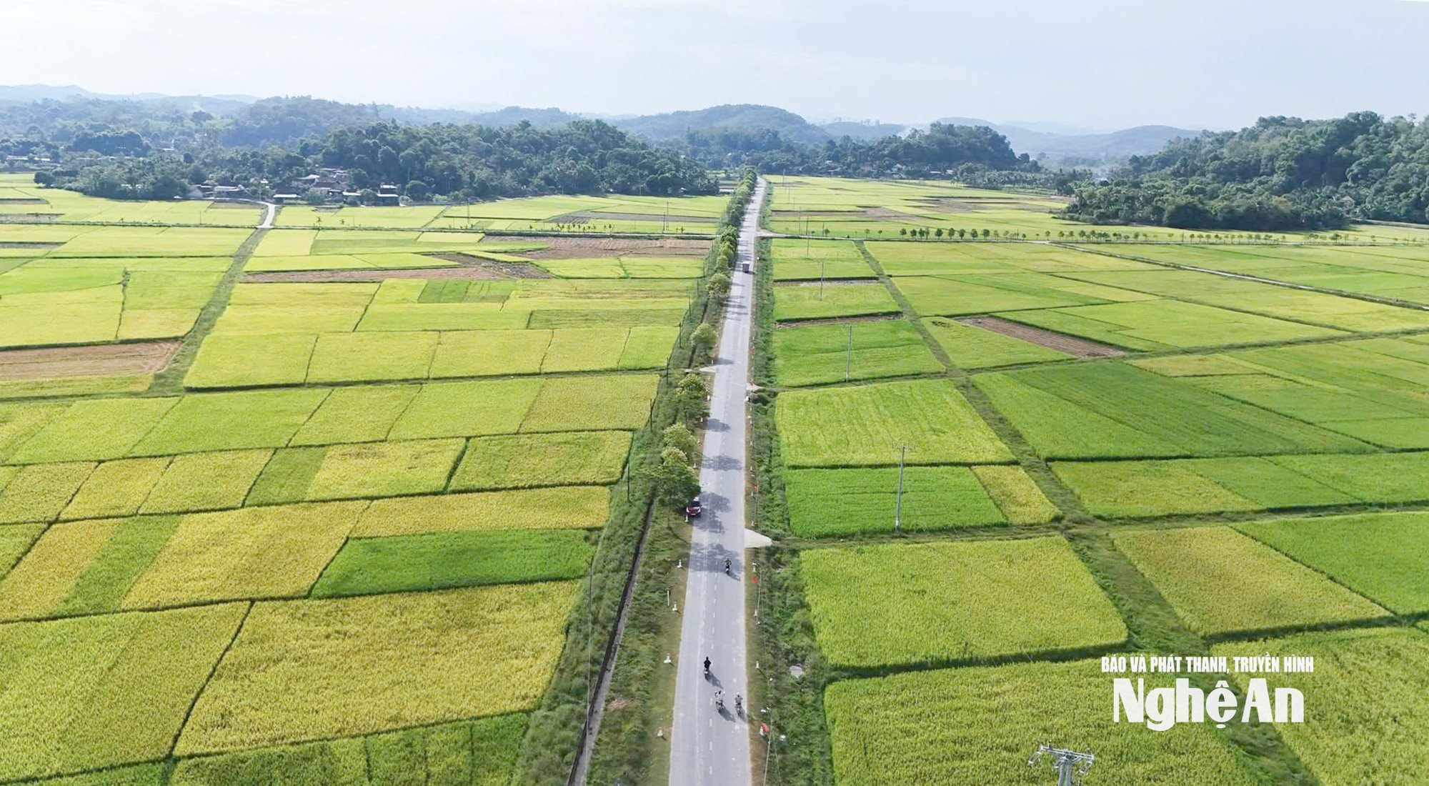  Cánh đồng lúa tại xã Cát Ngạn. 