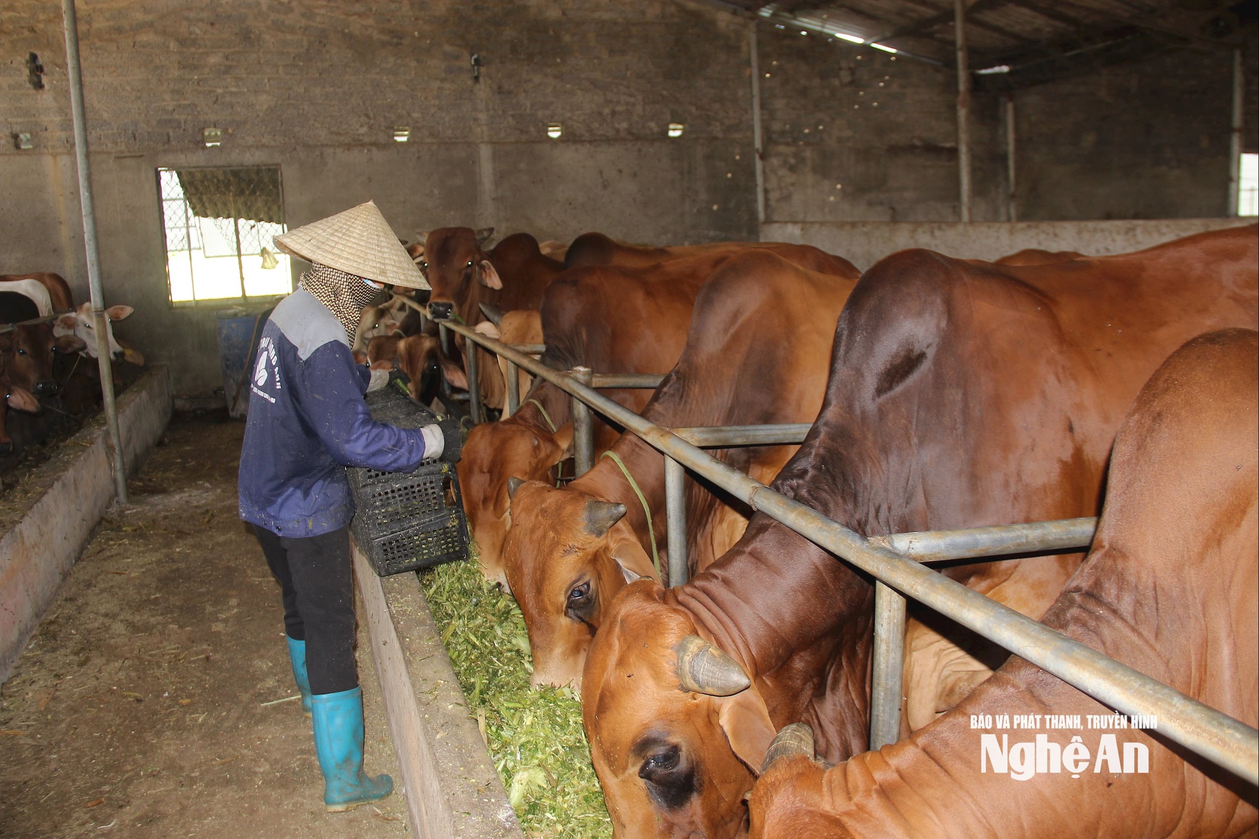  Chi hội nông dân nghề nghiewpej chăn nuôi bộ 3B với nguyên tắc _5 vùng_ tại xã Thanh Lương, huyện Thanh Chương. Ảnh Mai Hoa