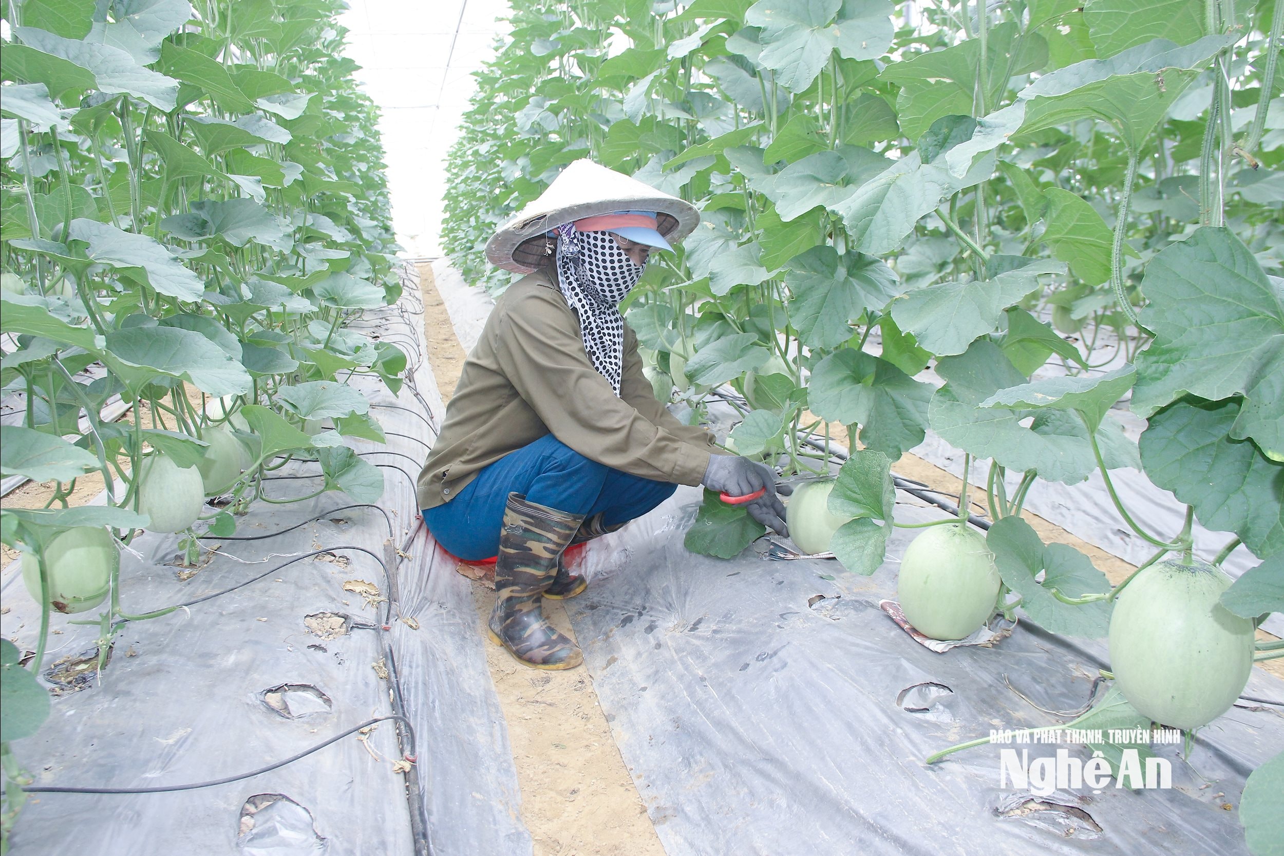 Mô hình nông nghiệp công nghệ cao tại xã Hưng Thành đem lại hiệu quả kinh tế cao, ảnh Mai Hoa, JPG