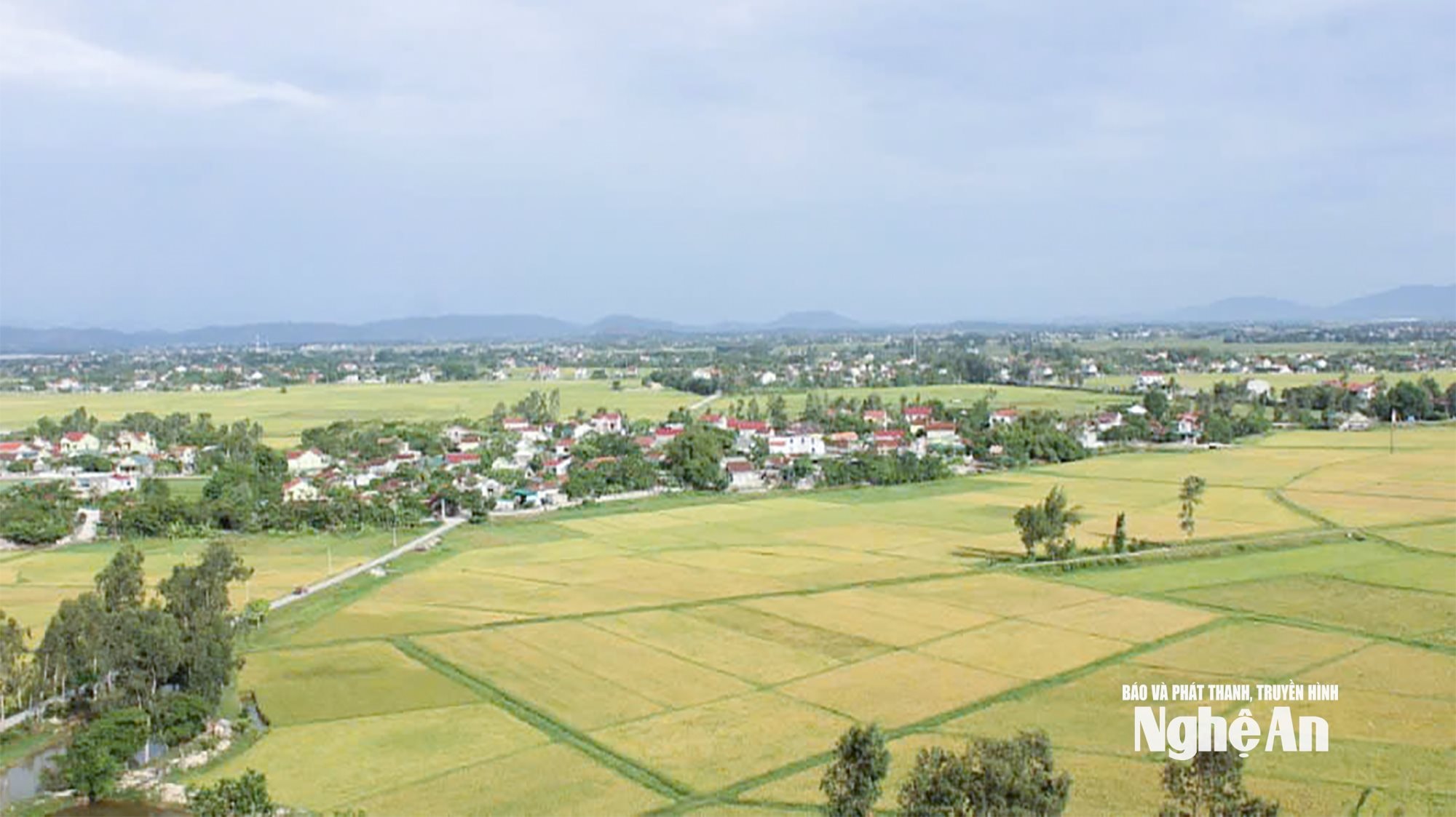 Một góc cánh đồng lúa xã Lam Thành