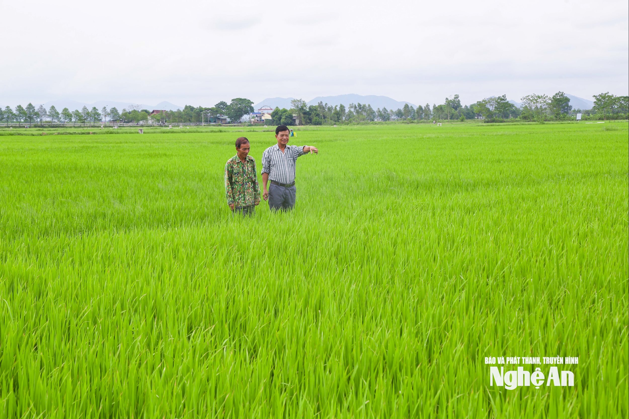 ảnh Đình Tuyên (9)