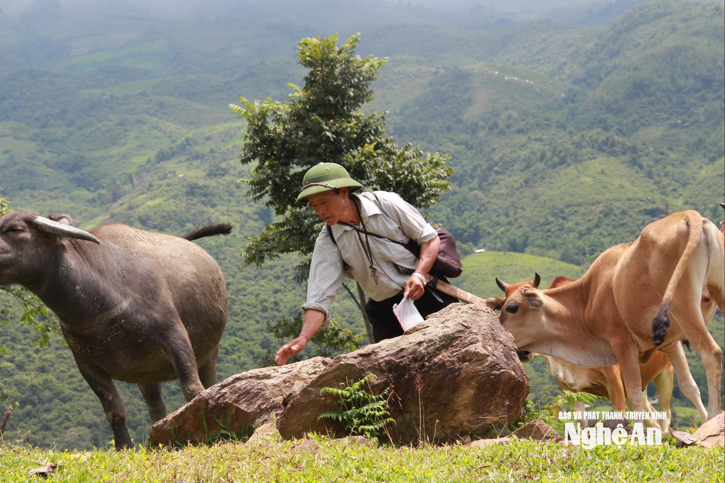 Mô hình chăn nuôi trâu, bò hiệu quả của ông Lỳ Nọ Pó ở xã Tri Lễ. Ảnh H.T