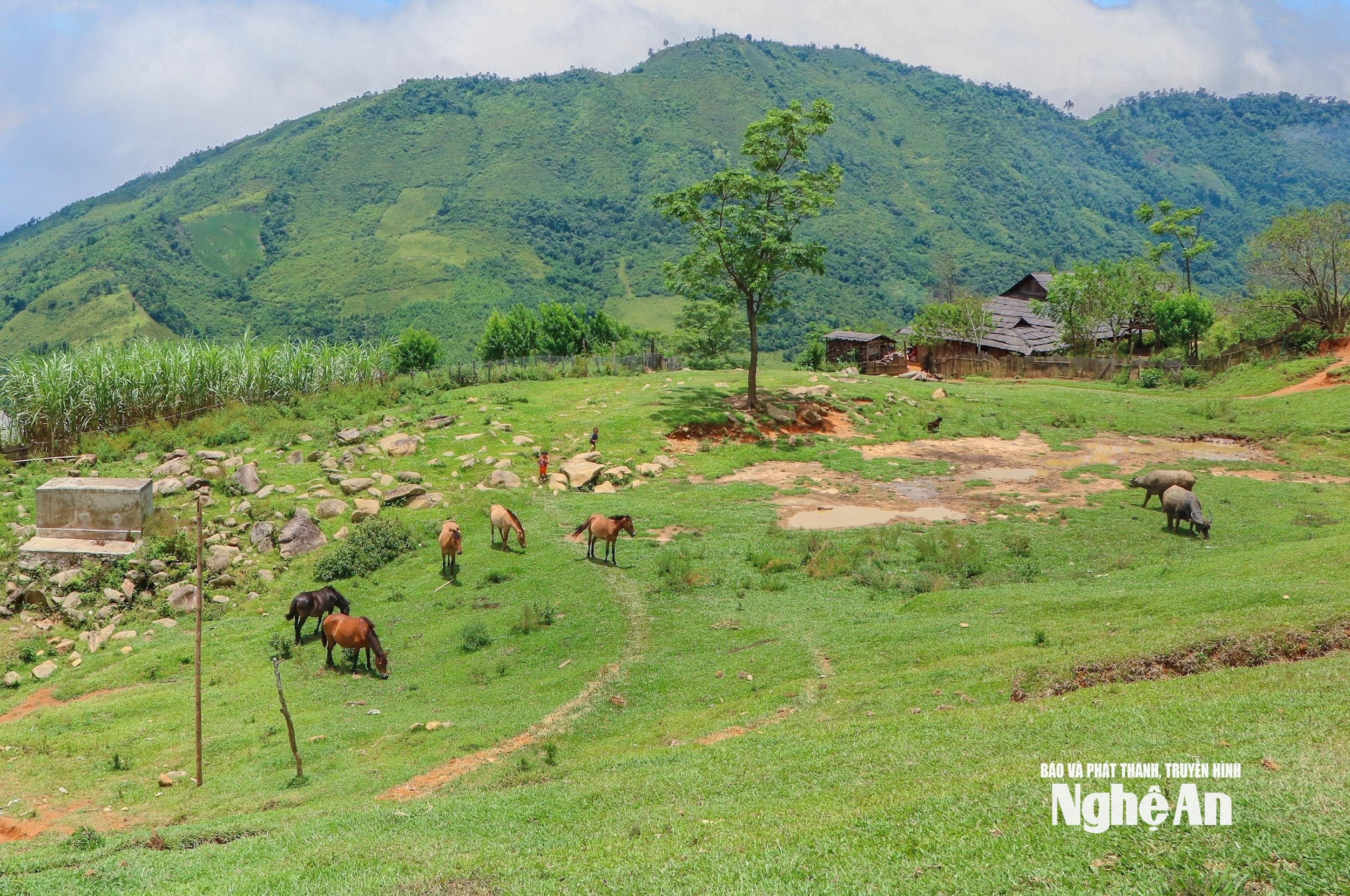 Quang cảnh bình yên ở bản Pà Khốm, xã Tri Lễ. Ảnh D.P