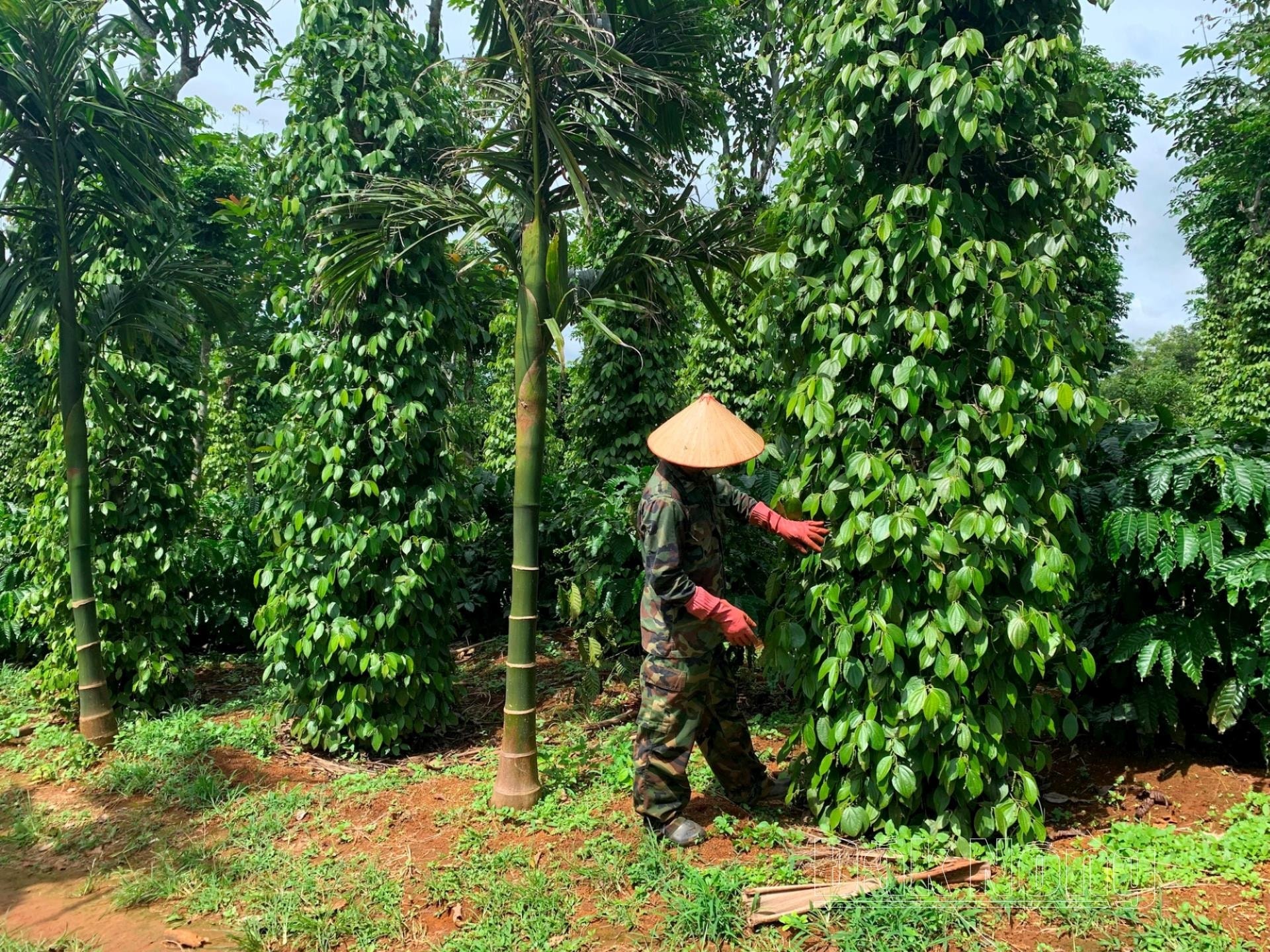 តម្លៃម្រេចថ្ងៃនេះ ថ្ងៃទី 19 ខែសីហា ឆ្នាំ 2025៖ ឱកាសភ្លឺនៃការកើនឡើងតម្លៃ