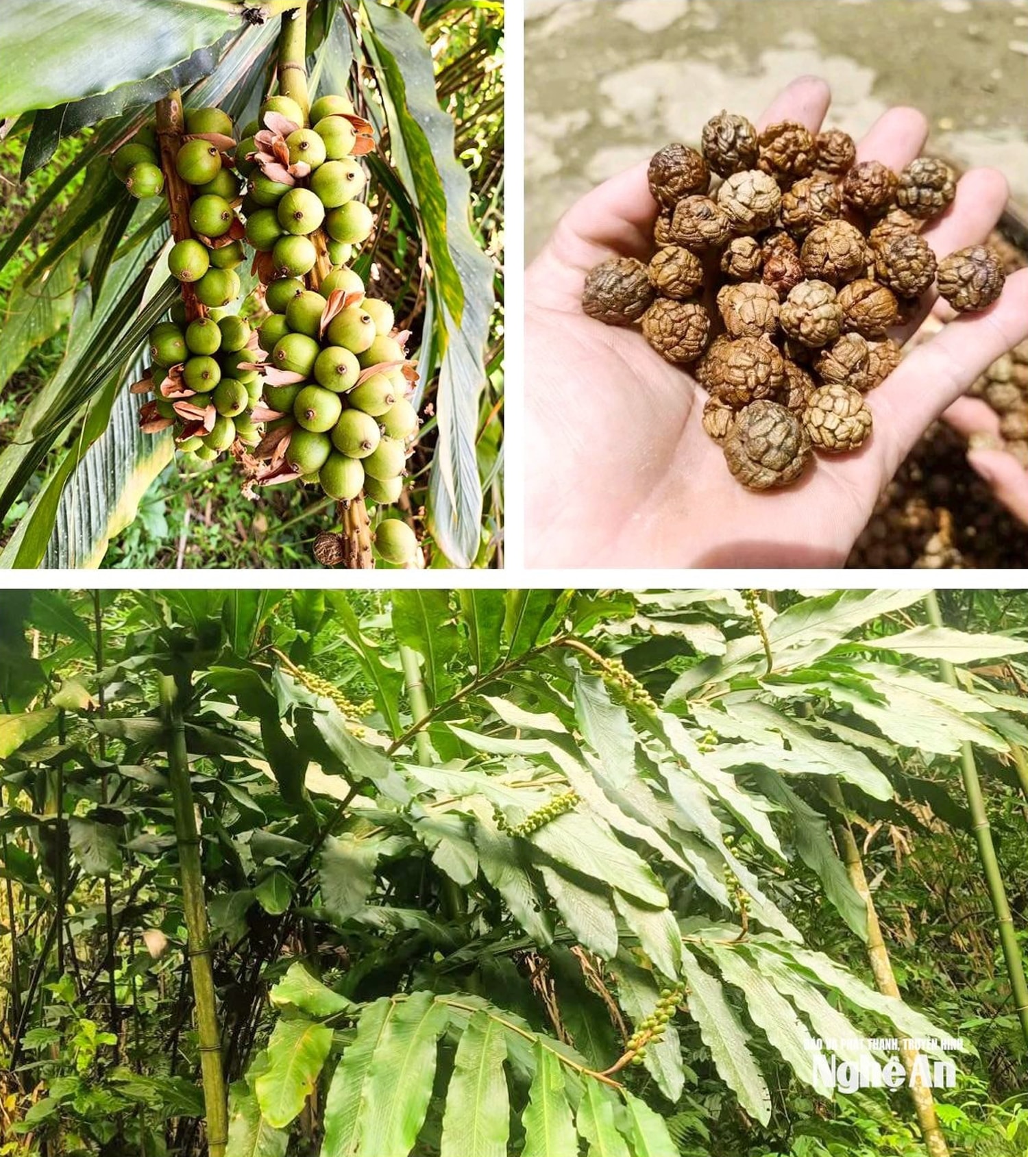 Hiện ở bản Pà Khốm đang vào mùa thu hái bo bo.