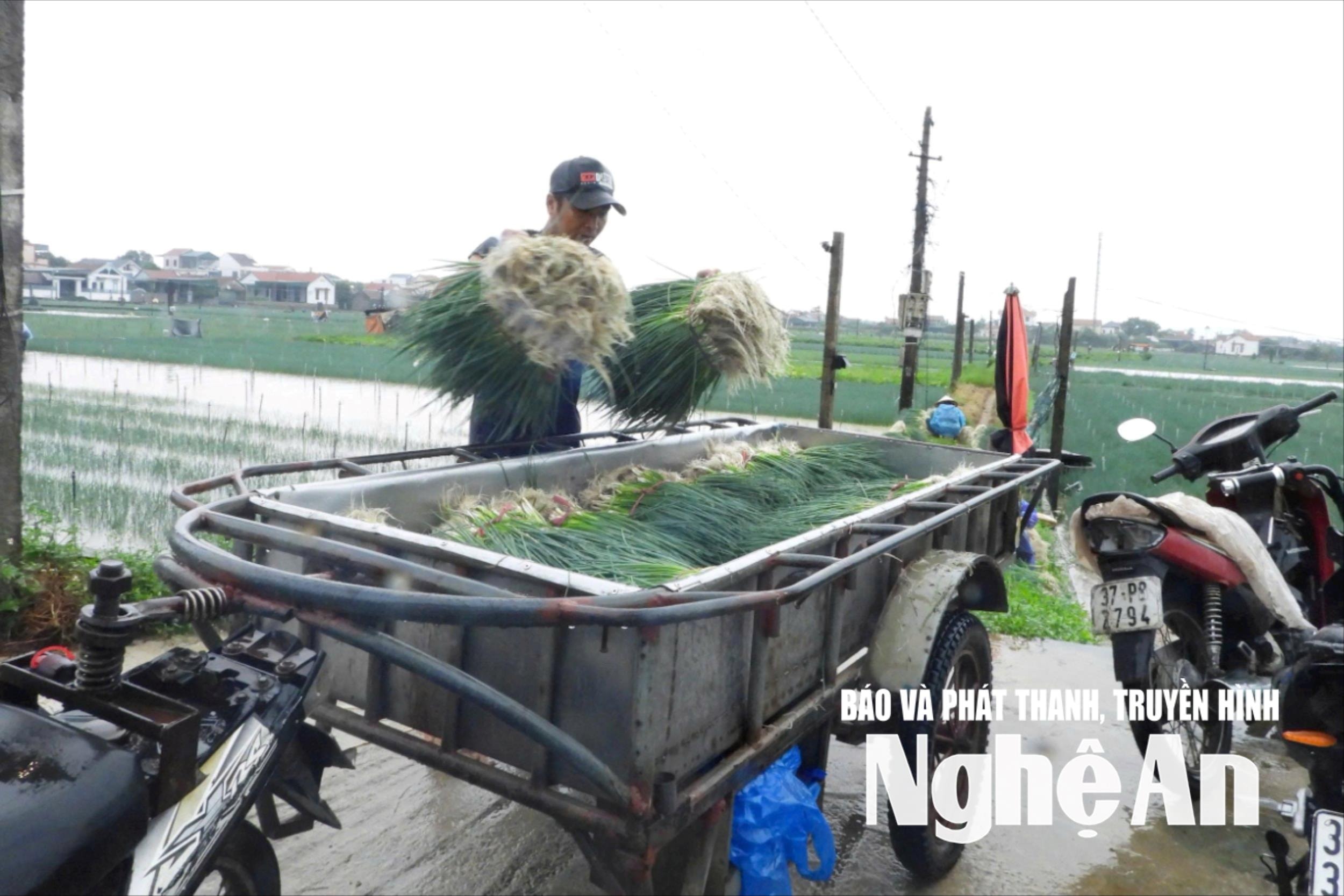 Di dời lên vùng đất cao hơn. Ảnh: T.P
