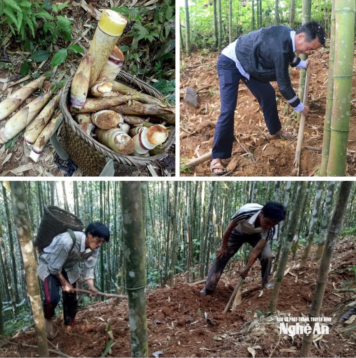 Người dân xã Tri Lễ khai thác măng đắng. Ảnh Ngọc Tăng - Khánh Ly