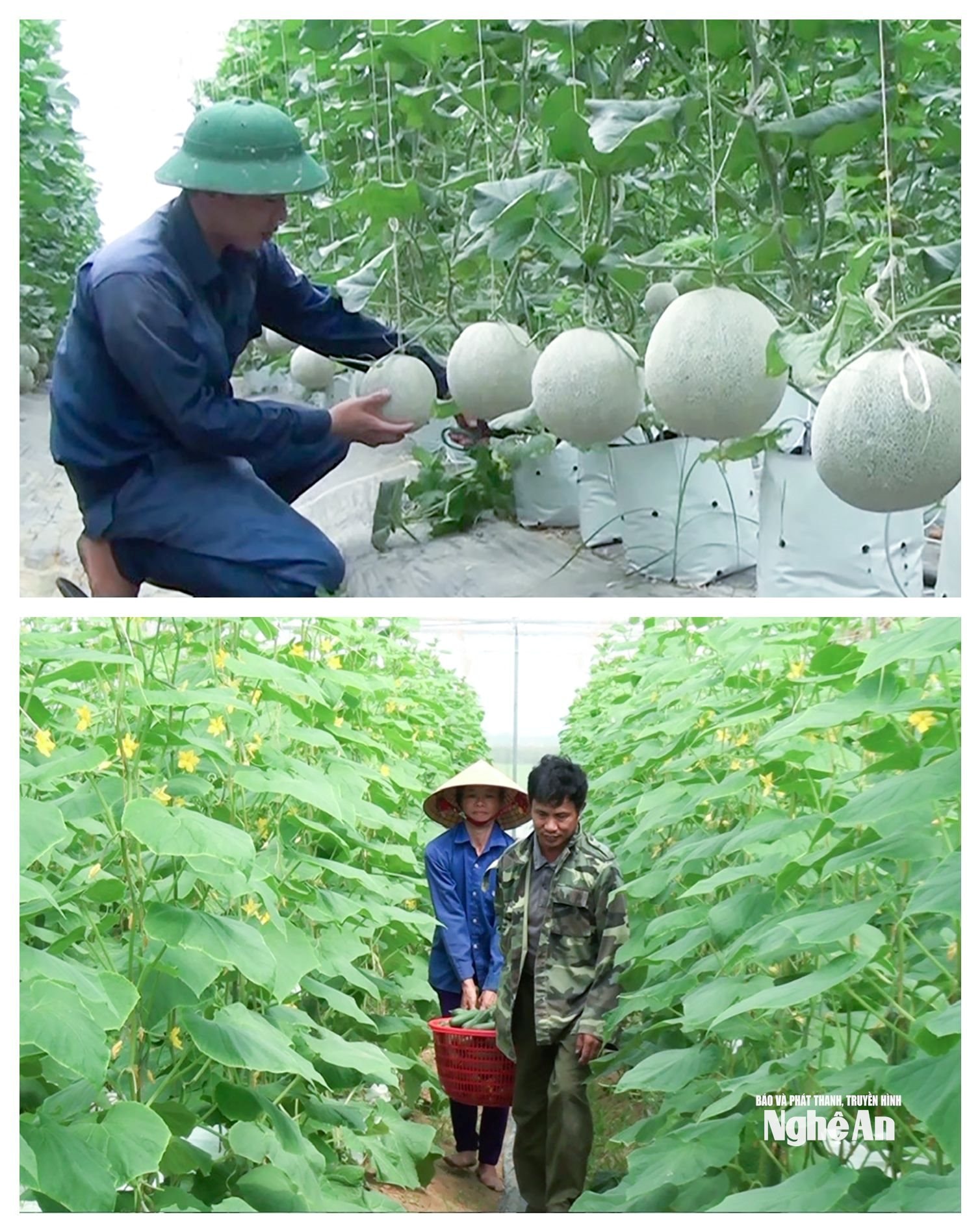  Mô hình trồng dưa lưới và dưa chuột theo công nghệ cao tại xã Kim Liên: 