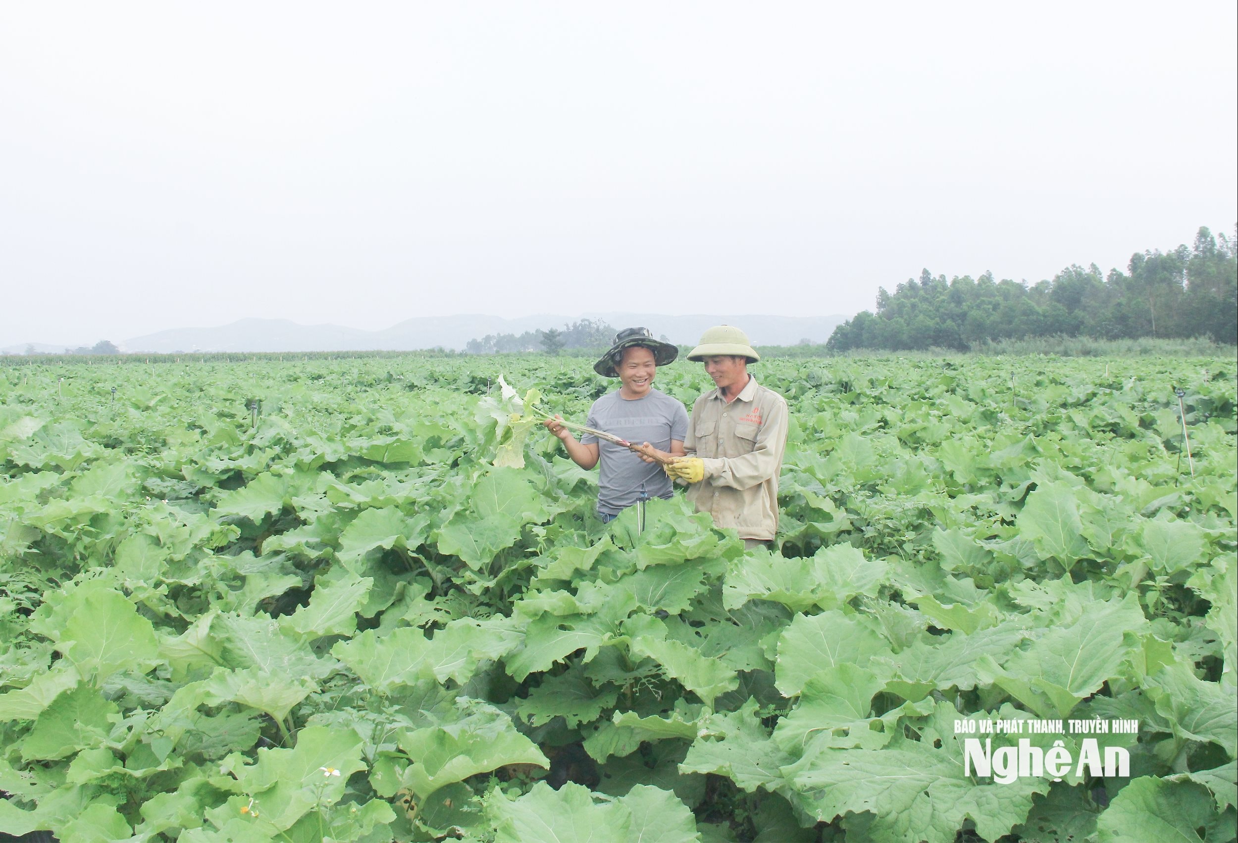 Cây sâm ngưu bàng được trồng trên đất bãi ven sông Lam xã Hưng Nguyên Nam đem lại giá trị kinh tế cao. Ảnh: Mai