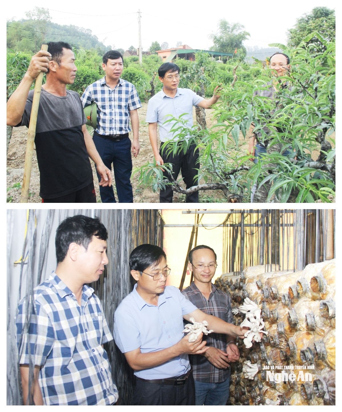 Lãnh đạo xã Yên Trung tìm hiểu hiểu quả mô hình trồng cây đào cảnh và trồng nấm trên địa bàn xã. Ảnh: Mai Hoa