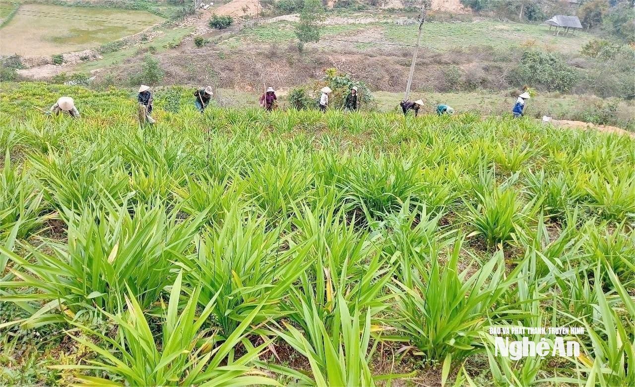 7.ảnh pv