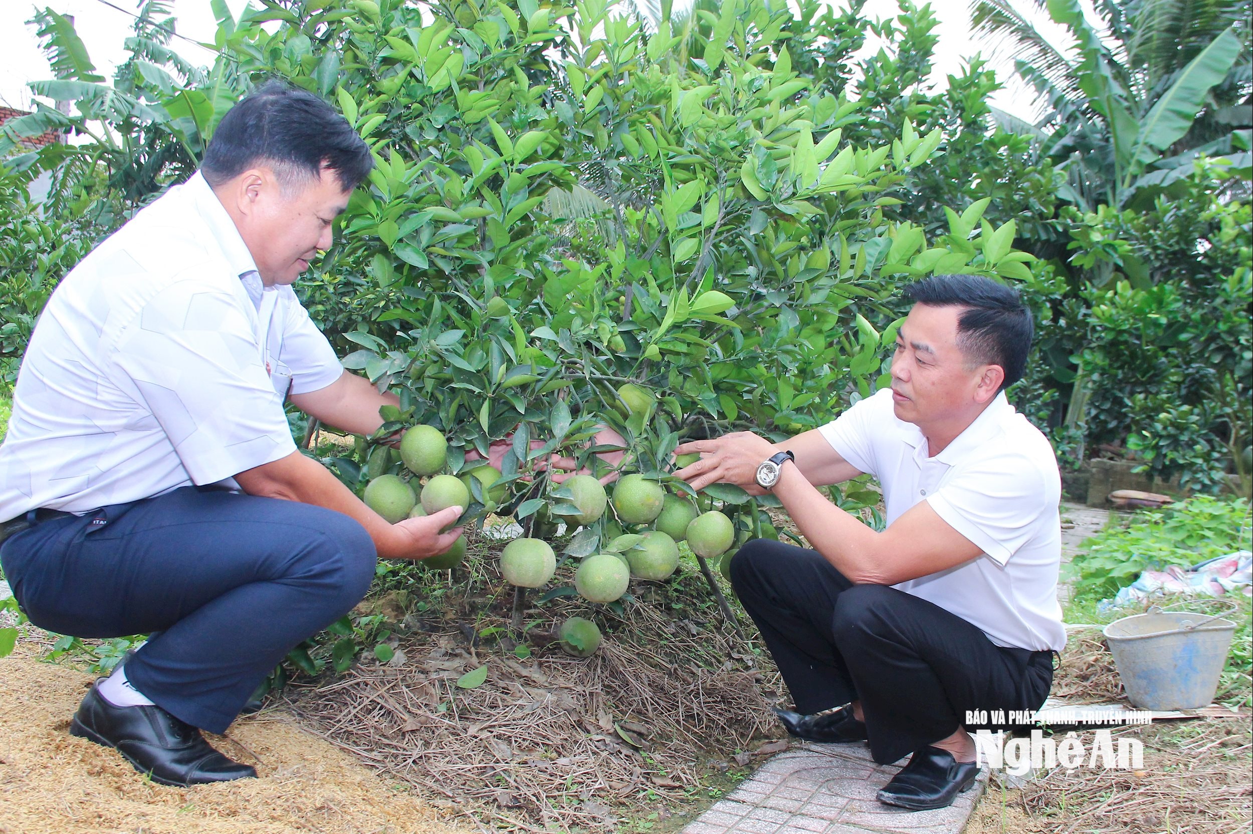 Mô hình cam Xã Đoài được phát triển tại xã Hưng Yên Nam. 