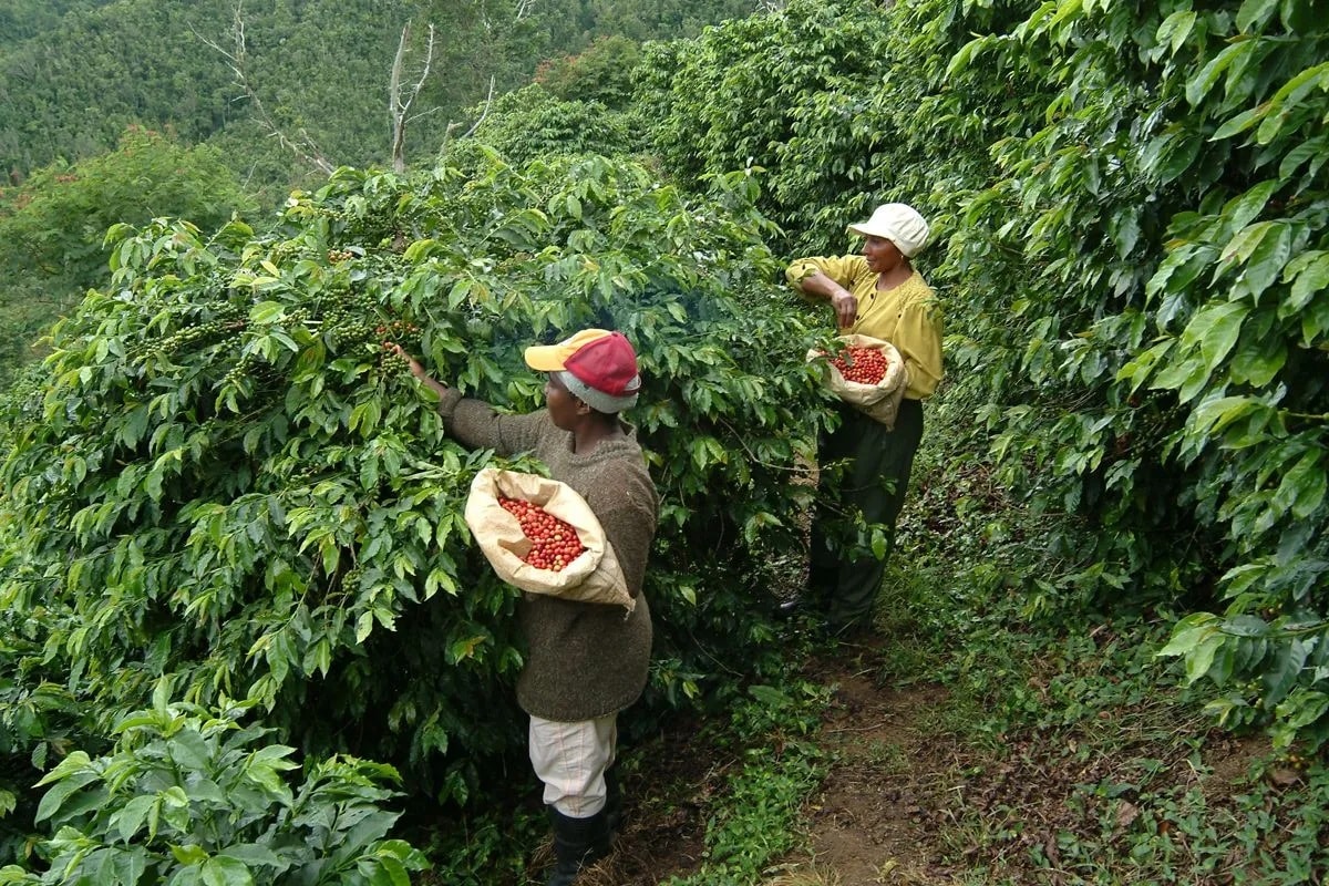 Coffee price today 8/21/2025: Sharp increase