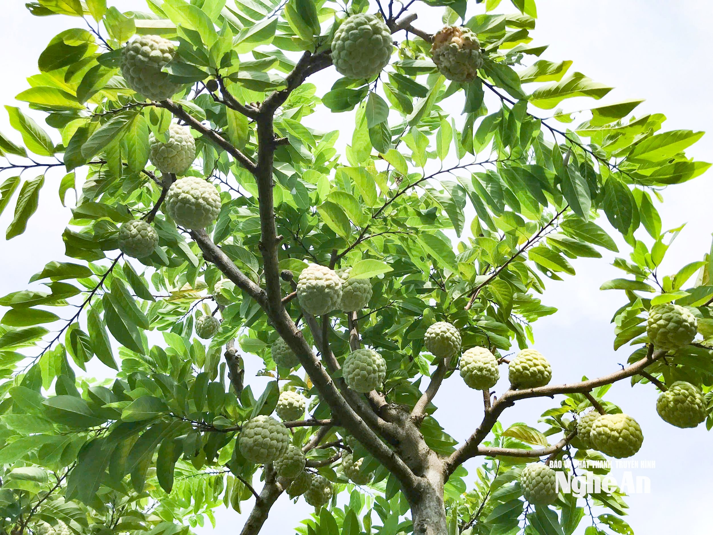 sai quả