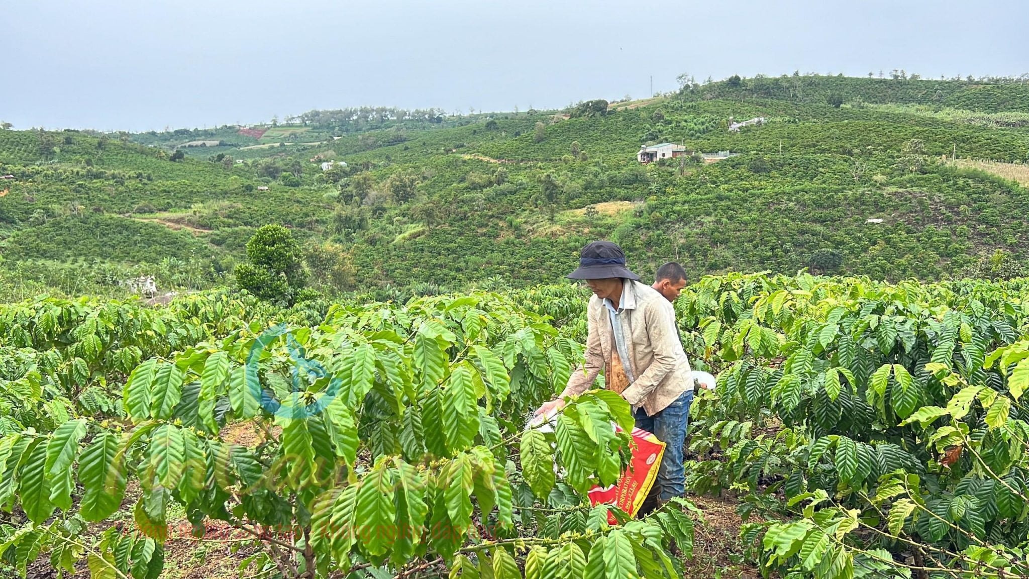 Giá cà phê hôm nay 23/8/2025: Tiếp đà tăng nhẹ