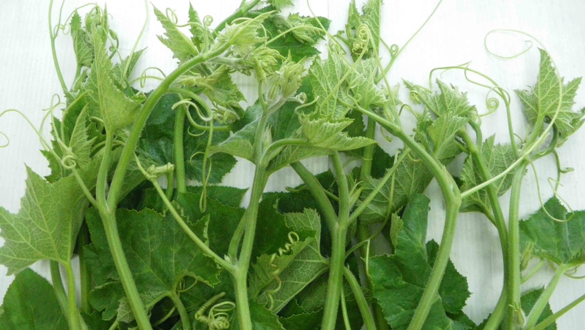 Món canh thanh mát từ ngọn rau bí nấu cùng thịt lợn
