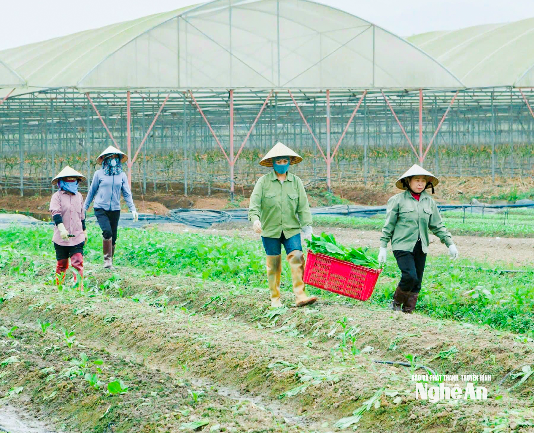 Rau nhà màng cũng được thu hoạch sớm hơn dự kiến vừa để cung ứng thị trường vừa tránh thiệt hại. Ảnh: T.P