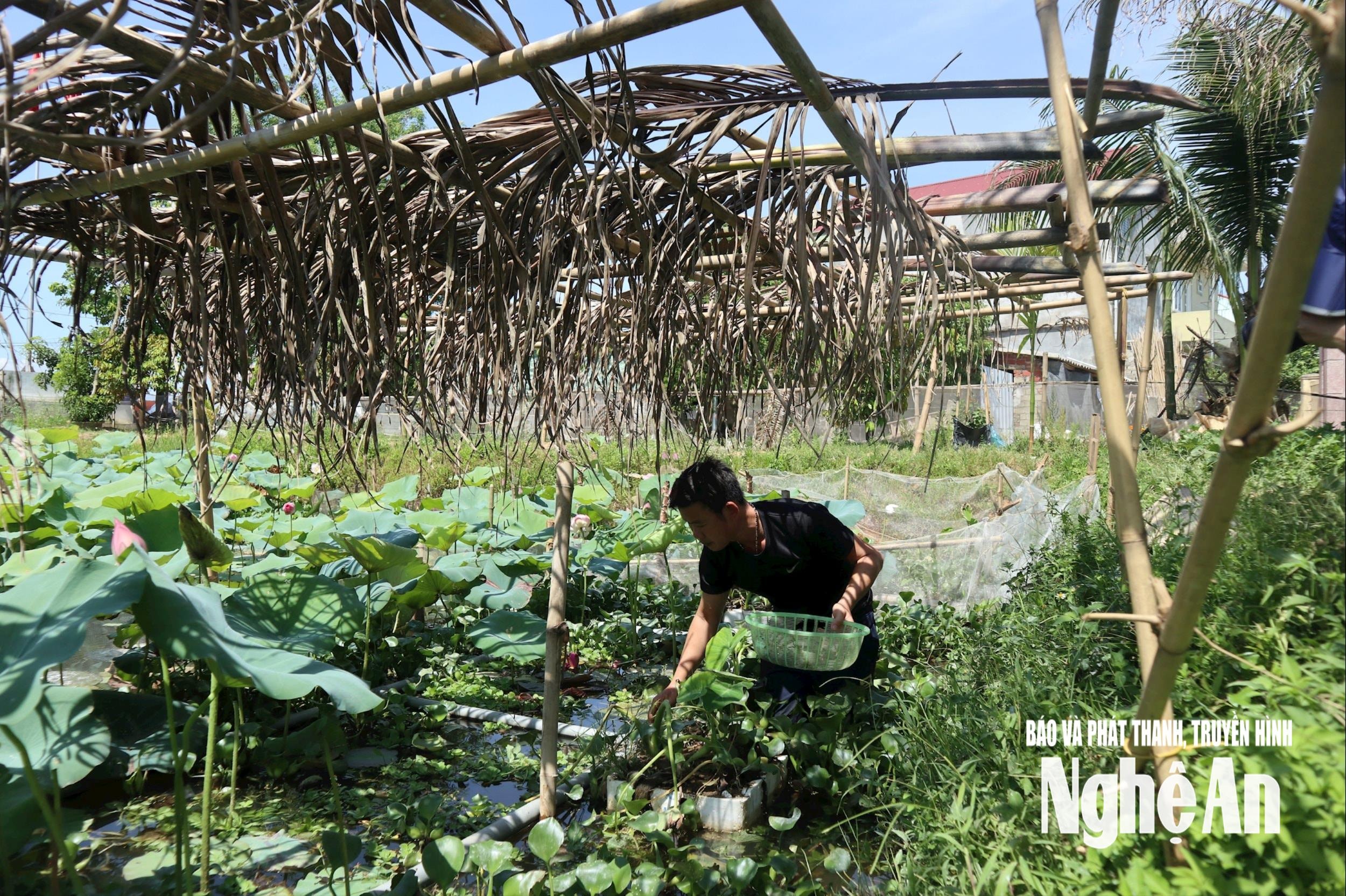 Nông dân xã Kim Liên thu hoạch ốc bươu đen trước khi bão vào, phòng nước dâng cao, ốc tràn ra ngoài gây thất thoát. Ảnh: T.P