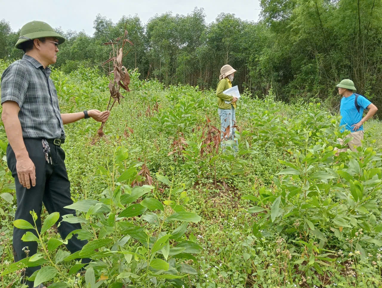 Cán bộ Chi cục Trồng trọt và BVTV kiểm tra tình hình bệnh chết héo gây hại keo.