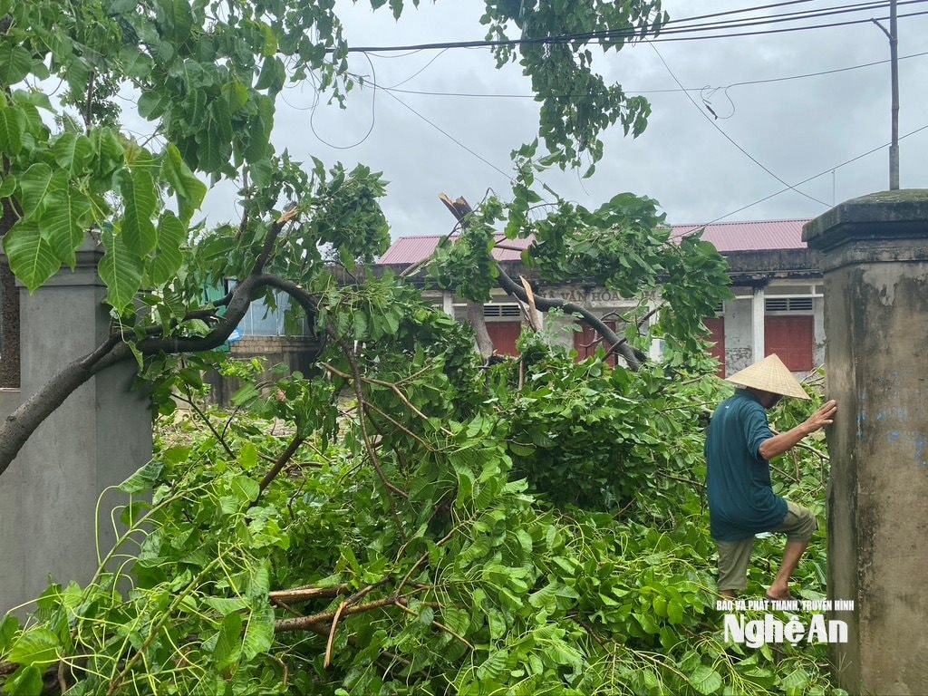 Gió lớn cây to đổ gãy ngay tại nhà văn hóa xóm của xã Yên Thành. Ảnh: Văn Trường