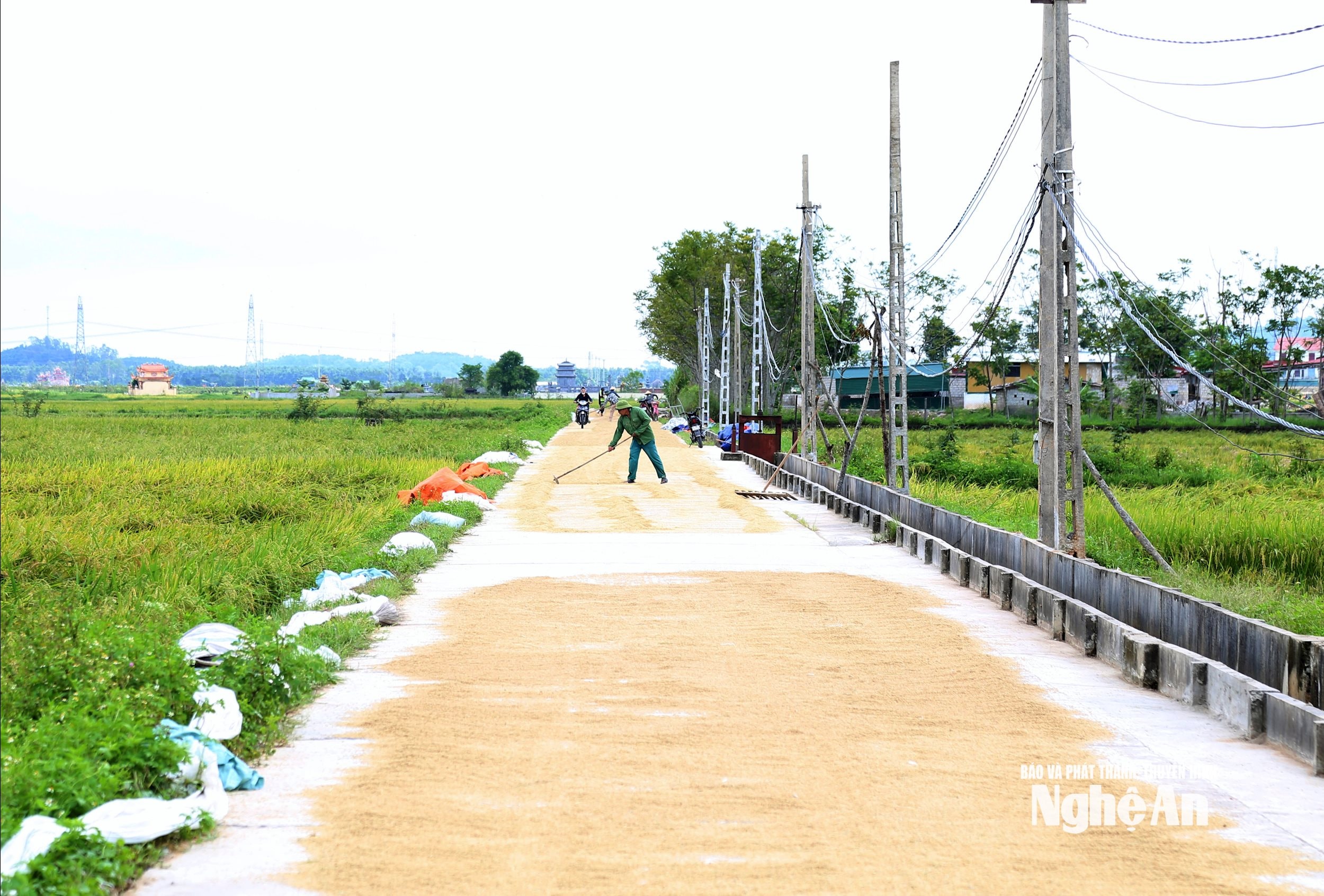 thu hoạch 5 (1)