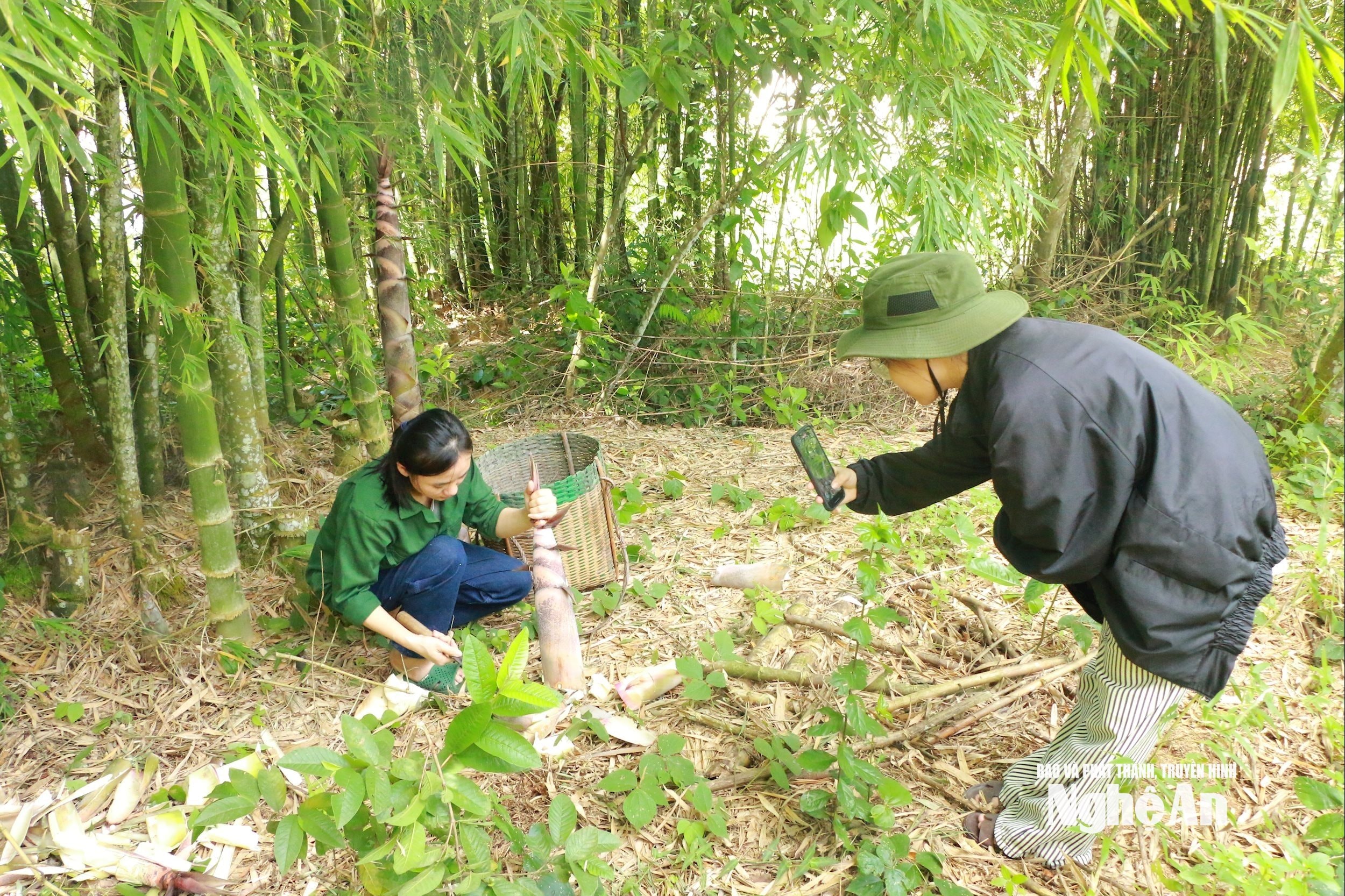 Em họ giúp Ngân Thị Hồng Quyên quay vi deo ở rừng măng bằng điện thoại. Ảnh Khánh Ly
