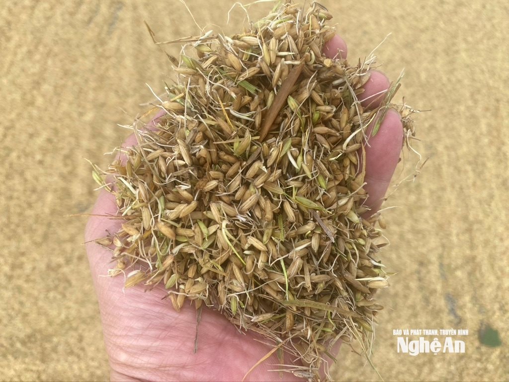 Chị Nguyễn Thị Hạnh ở xóm 9, xã Hợp Minh cho biết: