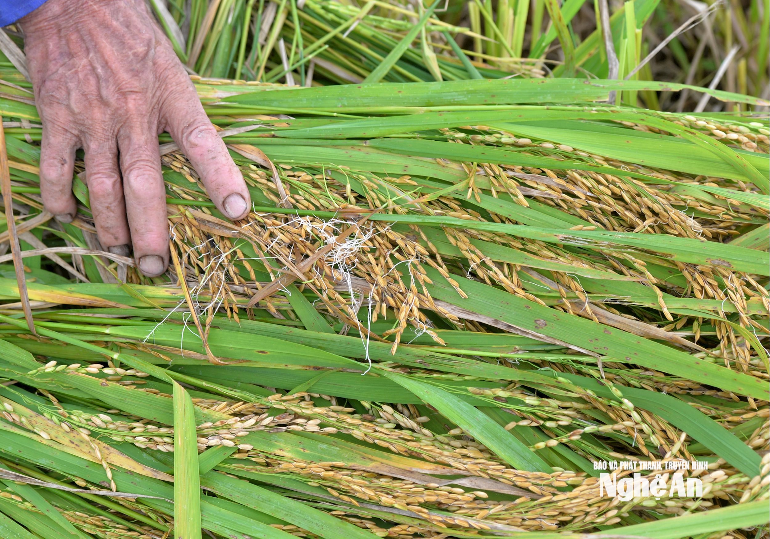 Lúa nảy mầm trên bông, ngoài giảm chất lượng lúa, năng suất còn giảm đáng kể. Ảnh: Xuân Hoàng
