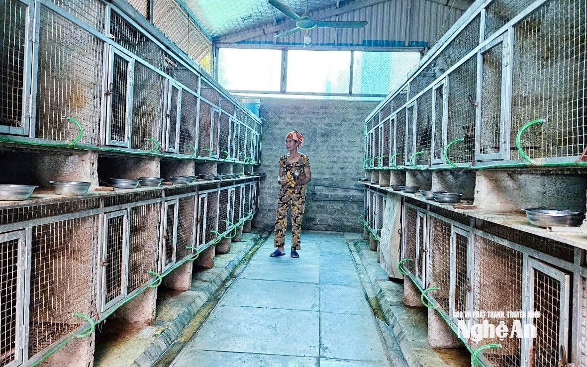 nuôi chồn