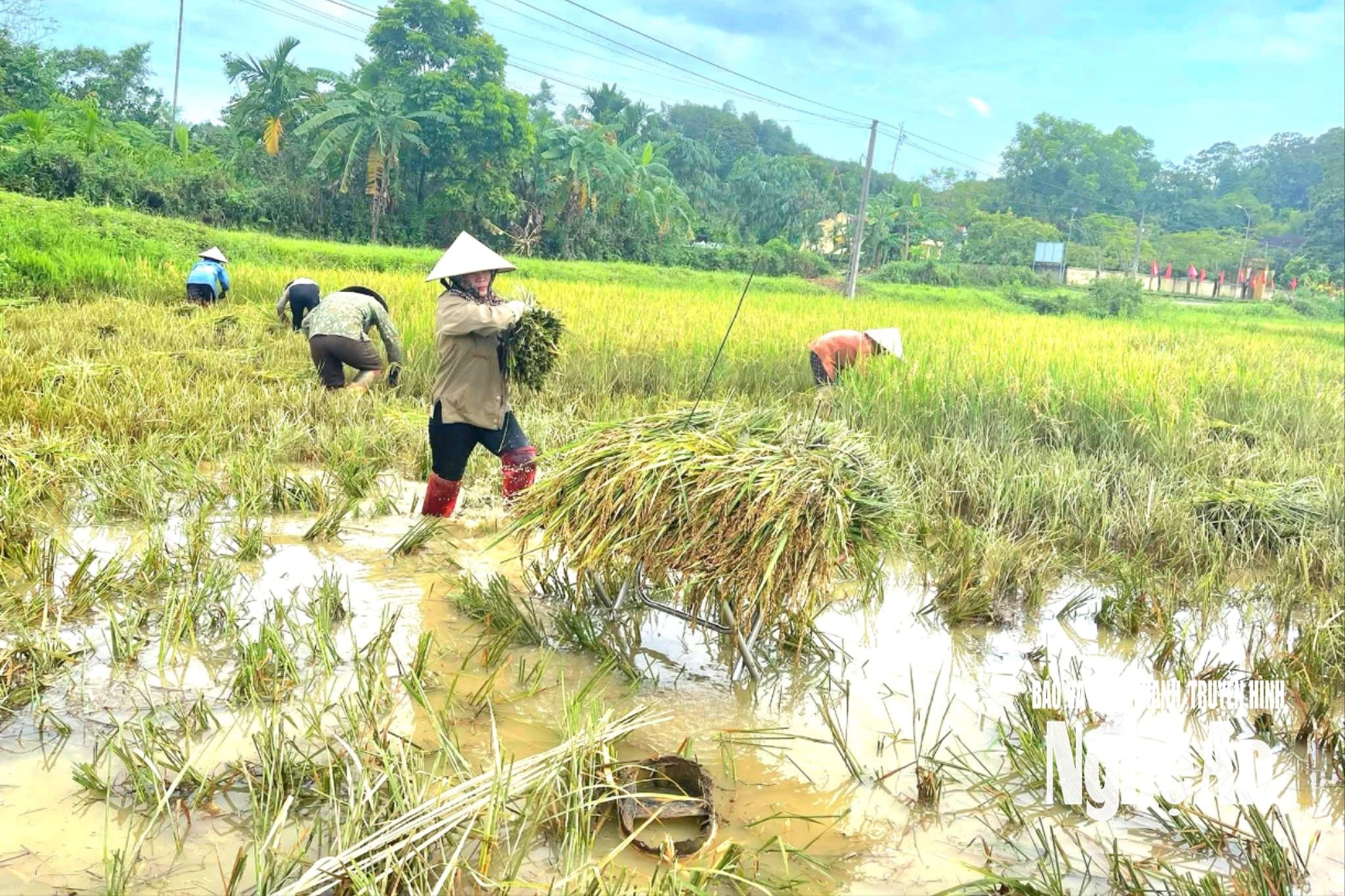 Người dân tranh thủ thời tiết tạnh ráo thu hoạch lúa hè thu. Ảnh: T.P