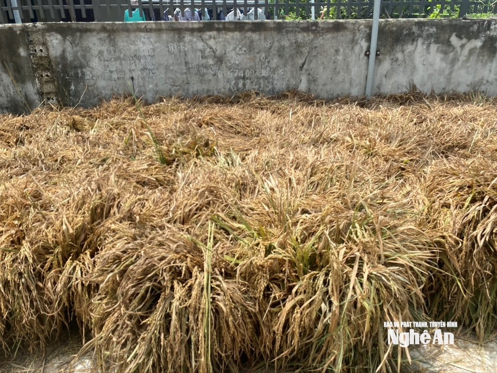 Do lúa đổ gãy, nông dân xã Hợp Minh phải gặt tay, đưa về phơi cả bông để hong khô trước khi tuốt. Ảnh: Văn Trường.
