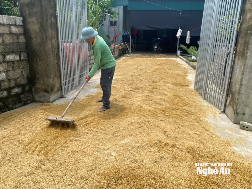 Nông dân xã Quan Thành phơi lúa ngay trong sân nhà. Ảnh: Văn T