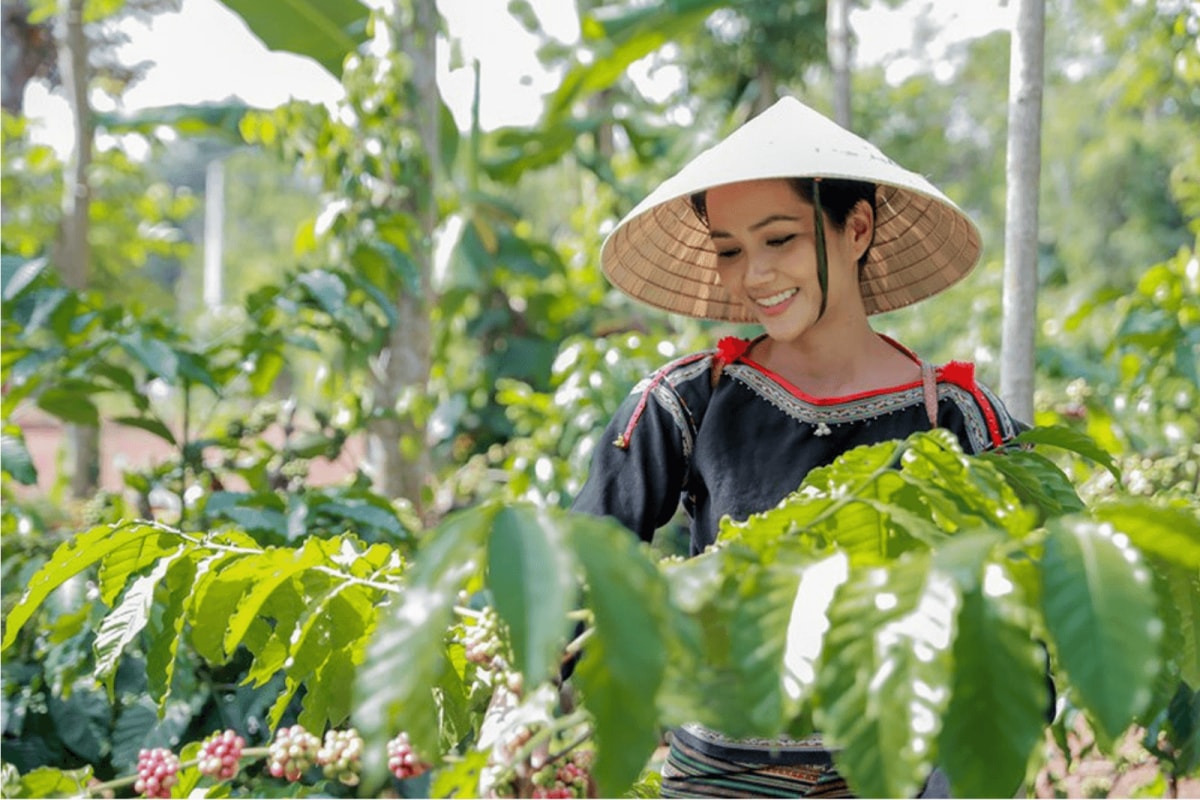 Giá cà phê hôm nay 3/9/2025: Quay đầu giảm mạnh