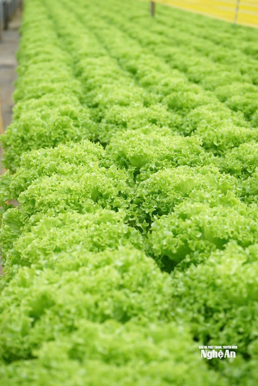 Rau xà lách trồng tại trang trại của Lang Biang Farm