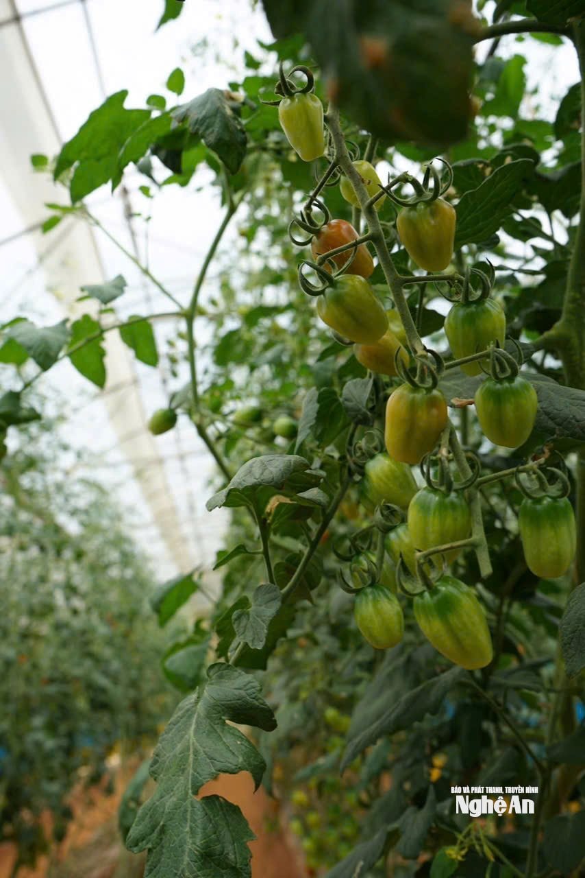 Sản phẩm nông nghiệp trồng tại Lang Biang Farm