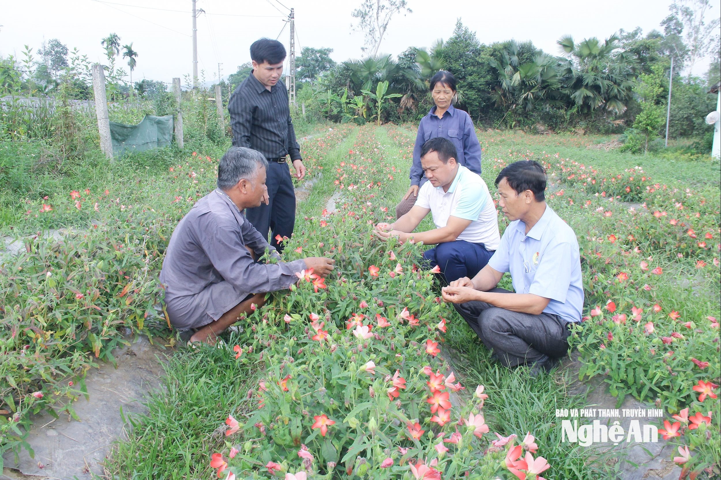  Cán bộ xã Bích Hào kiểm tra hiệu quả cây sâm Thổ Hào được trồng tại địa phương. Ảnh- Mai Hoa