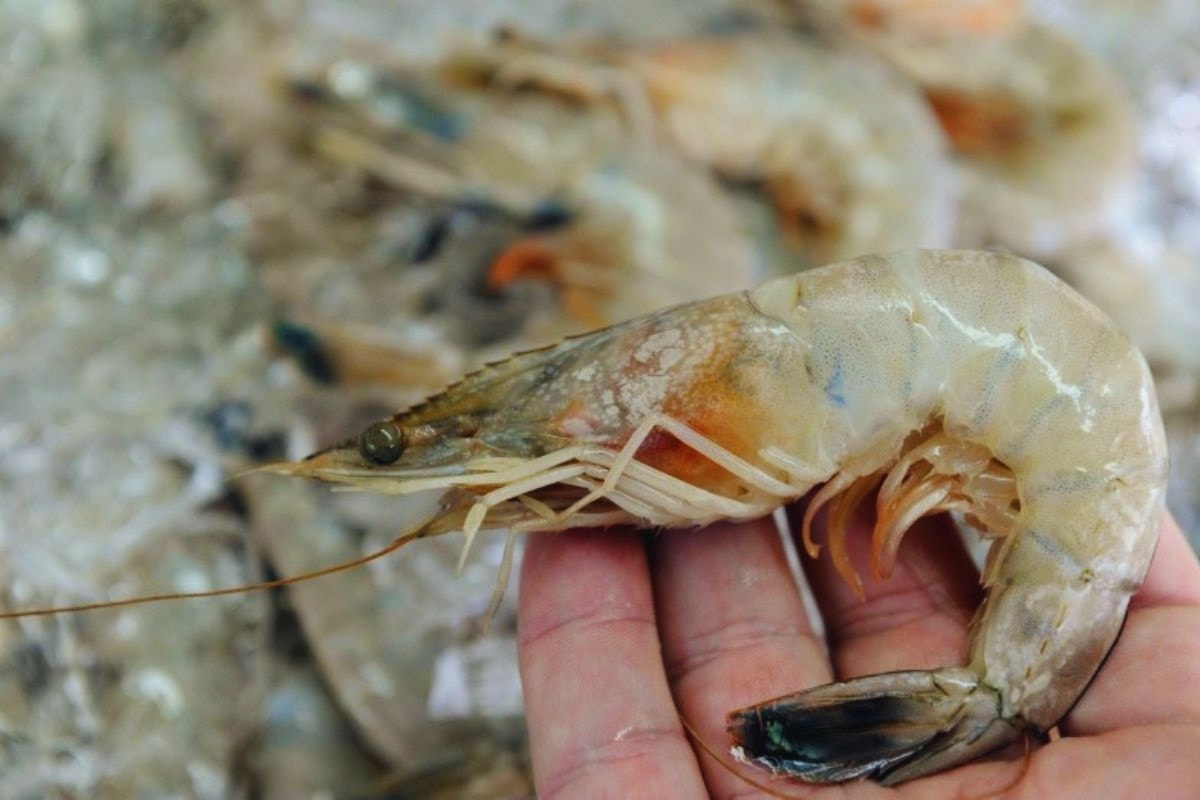 Mẹo đi chợ: 4 loại tôm tuyệt đối không nên mua nếu không muốn rước bệnh