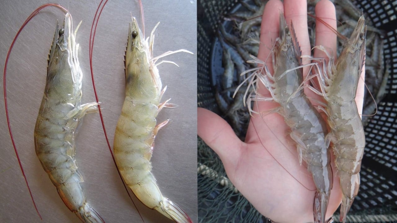 Mẹo đi chợ: 4 loại tôm tuyệt đối không nên mua nếu không muốn rước bệnh