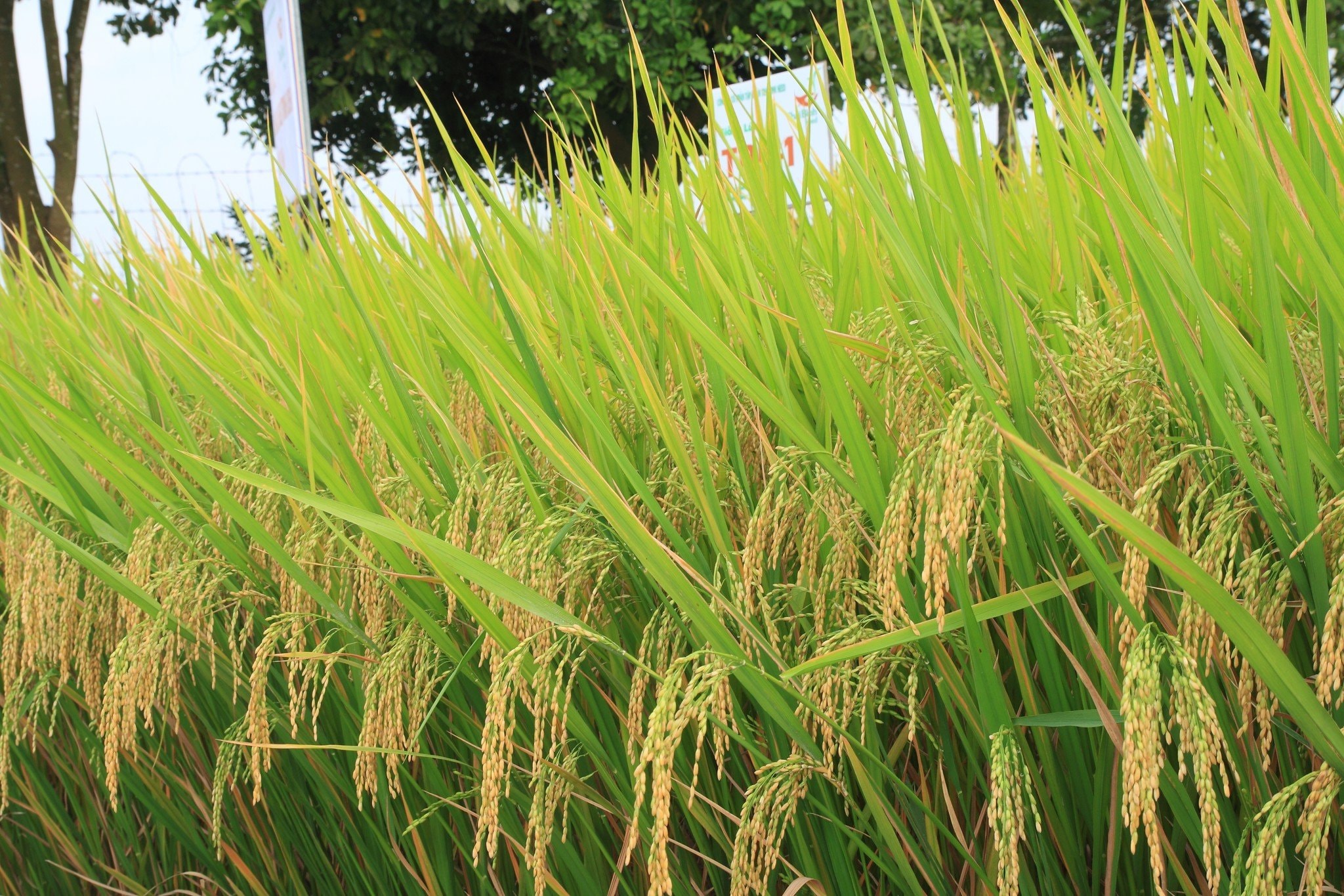 Lúa Thai bình Seed