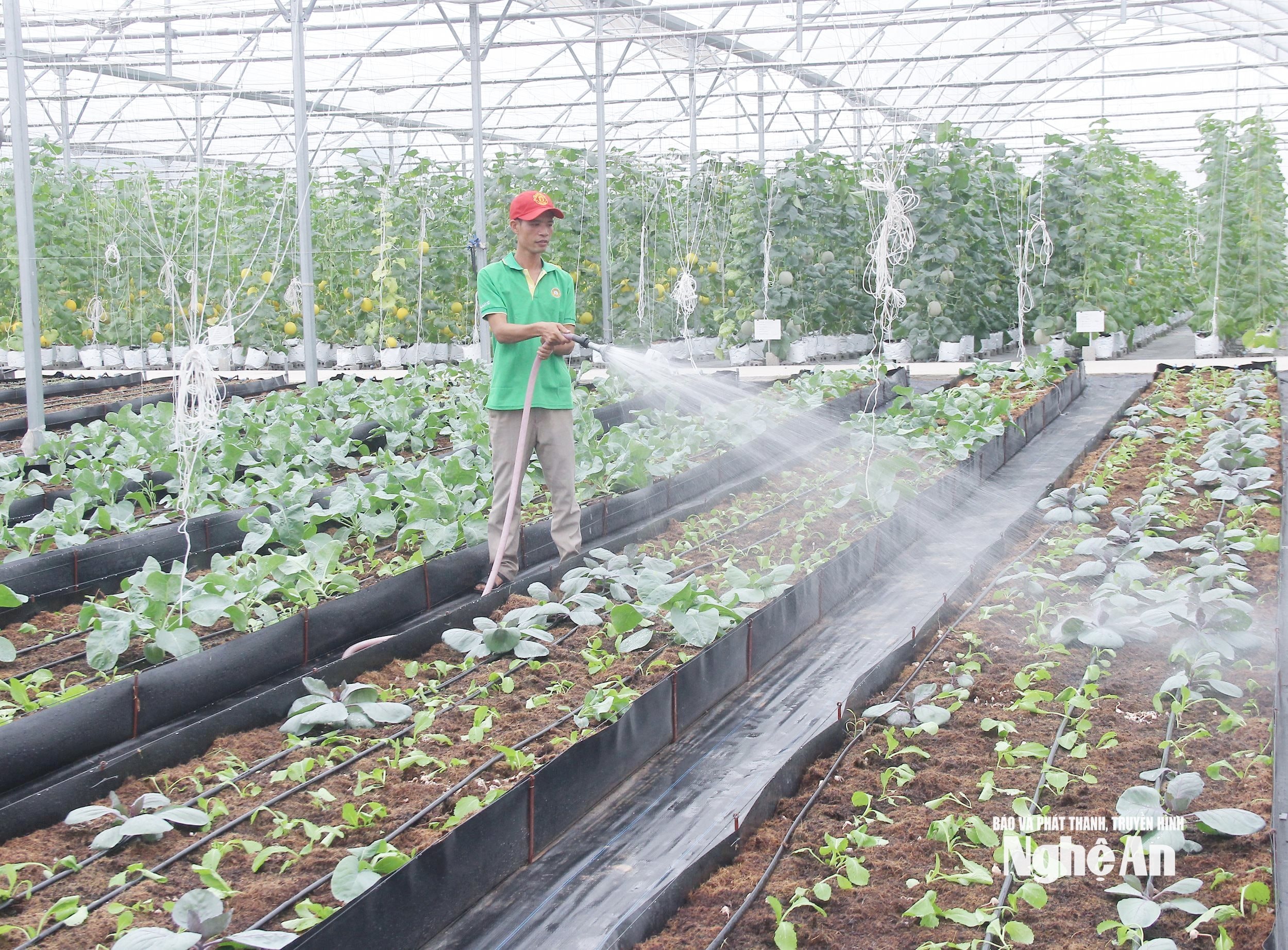 Mô hình nông nghiệp công nghệ cao ở xã Quỳnh Lưu. Ảnh- Mai Hoa