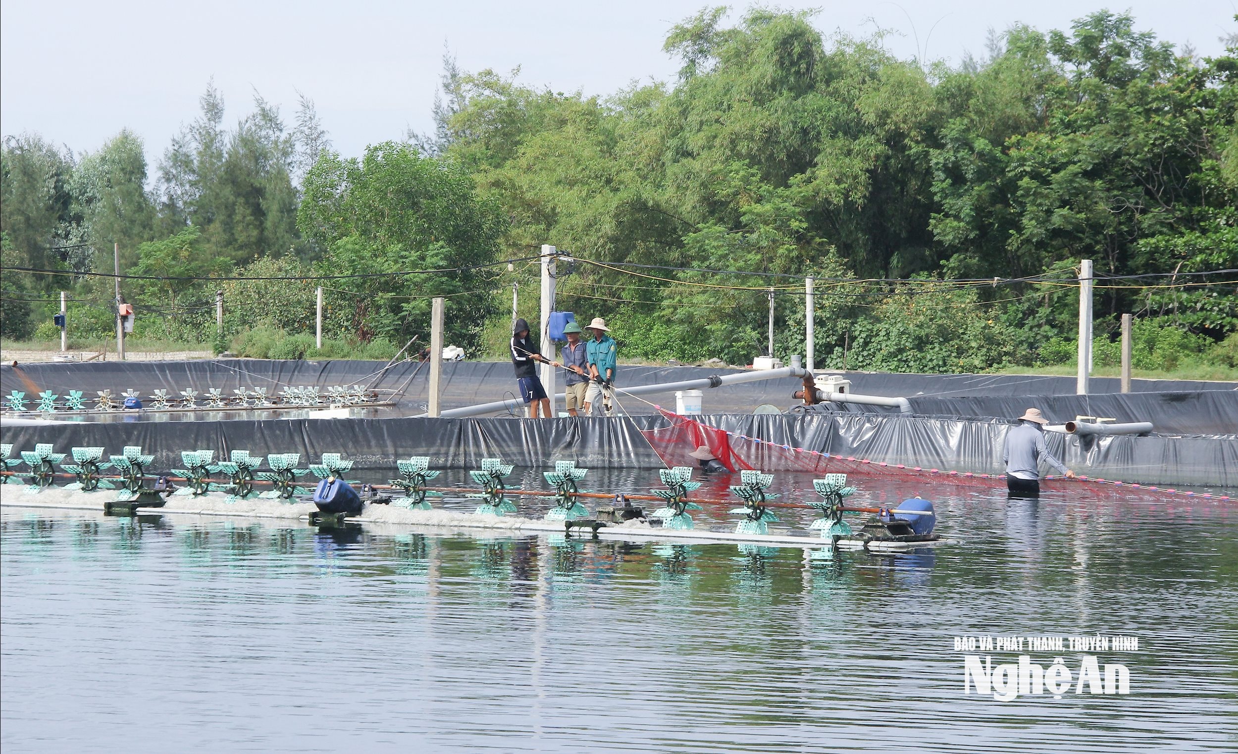 Mô hình nuôi tôm thẻ chân trắng đang đươc mở rộng diện tích thông qua chính sách hỗ trợ của HĐND tỉnh ở huyện Diễn Châu. Ảnh Mai Hoa
