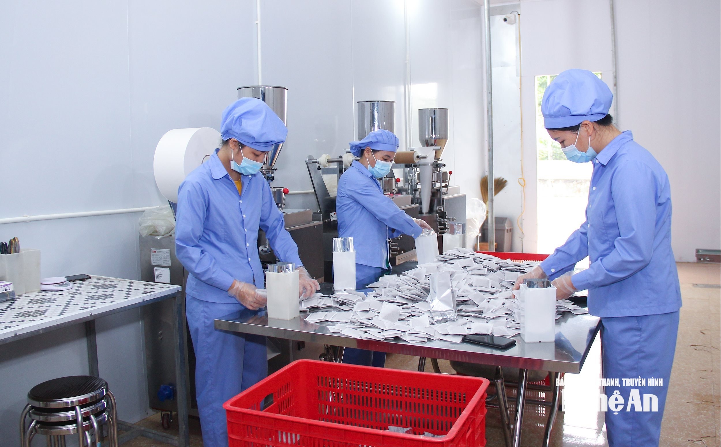 Sản xuất gắn với chế biến theo chuỗi sản phẩm cà gai leo tại xã Con Cuông. Ảnh- Mai Hoa