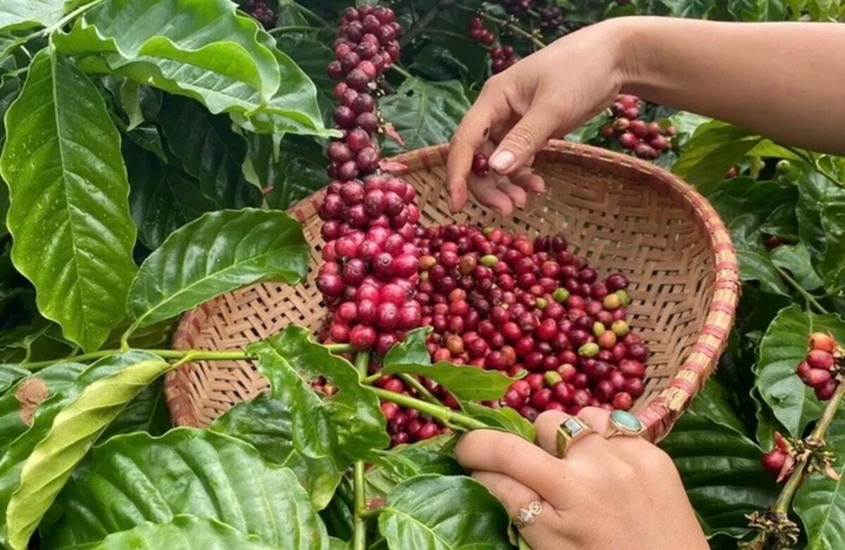 Giá tiêu hôm nay 9/9/2025: Việt Nam tăng nhập khẩu hồ tiêu