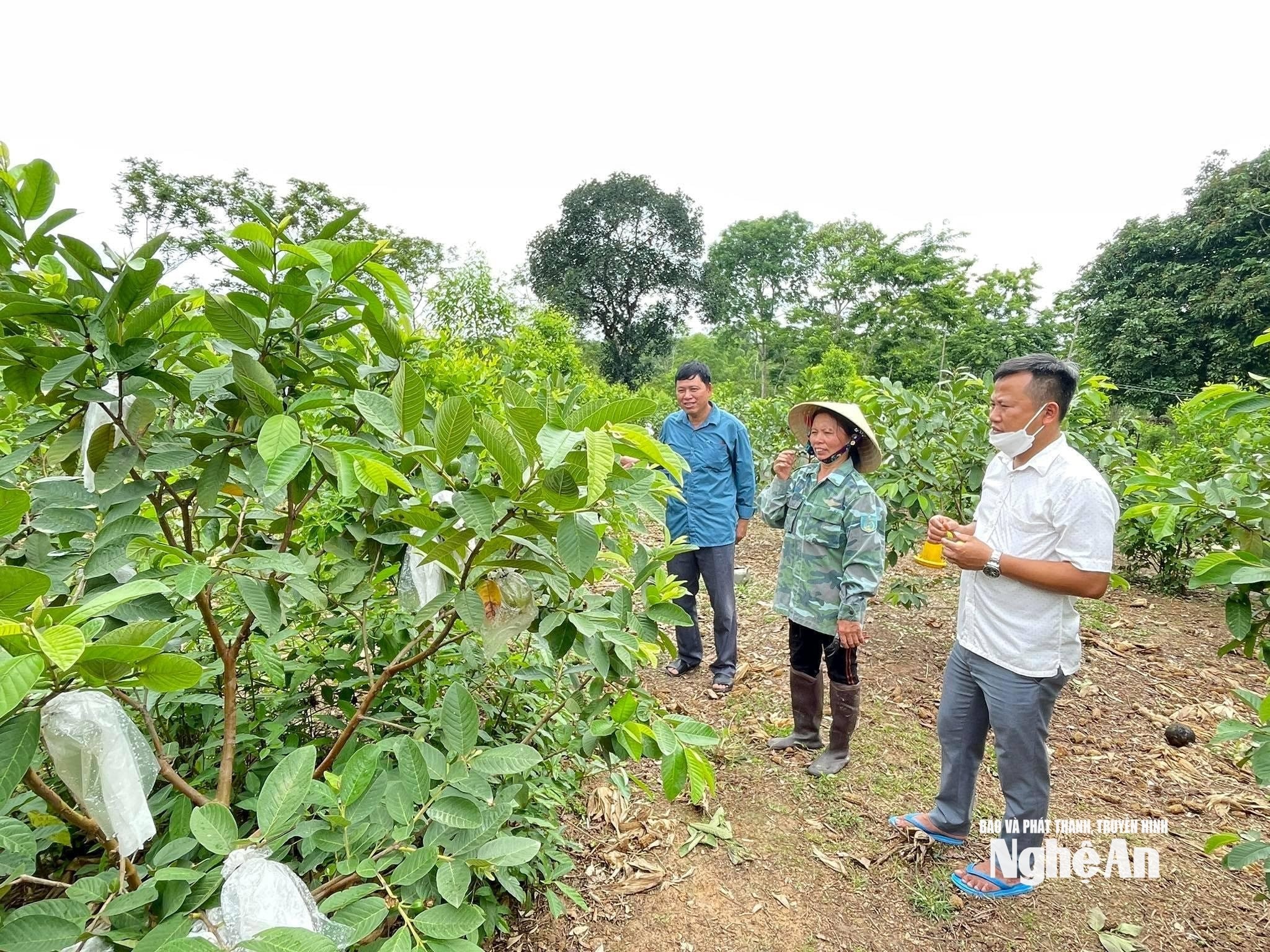 nông dân ở huyện Nghĩa Đàn đã chuyển đổi cây trồng với mô hình trồng cây đàn hương xen ổi9918
