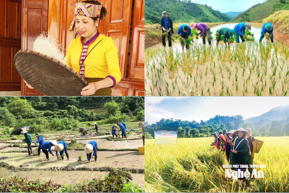 lúa tẻ thơm na loi
