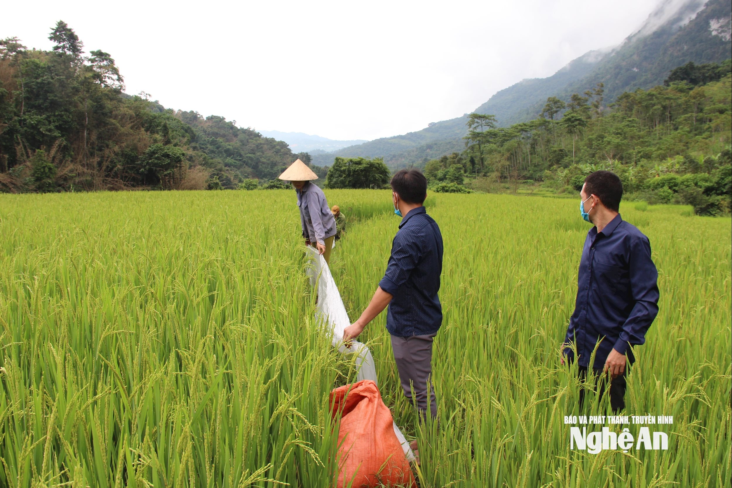 Người dân Na Loi chăm sóc cánh đồng lúa tẻ thơm