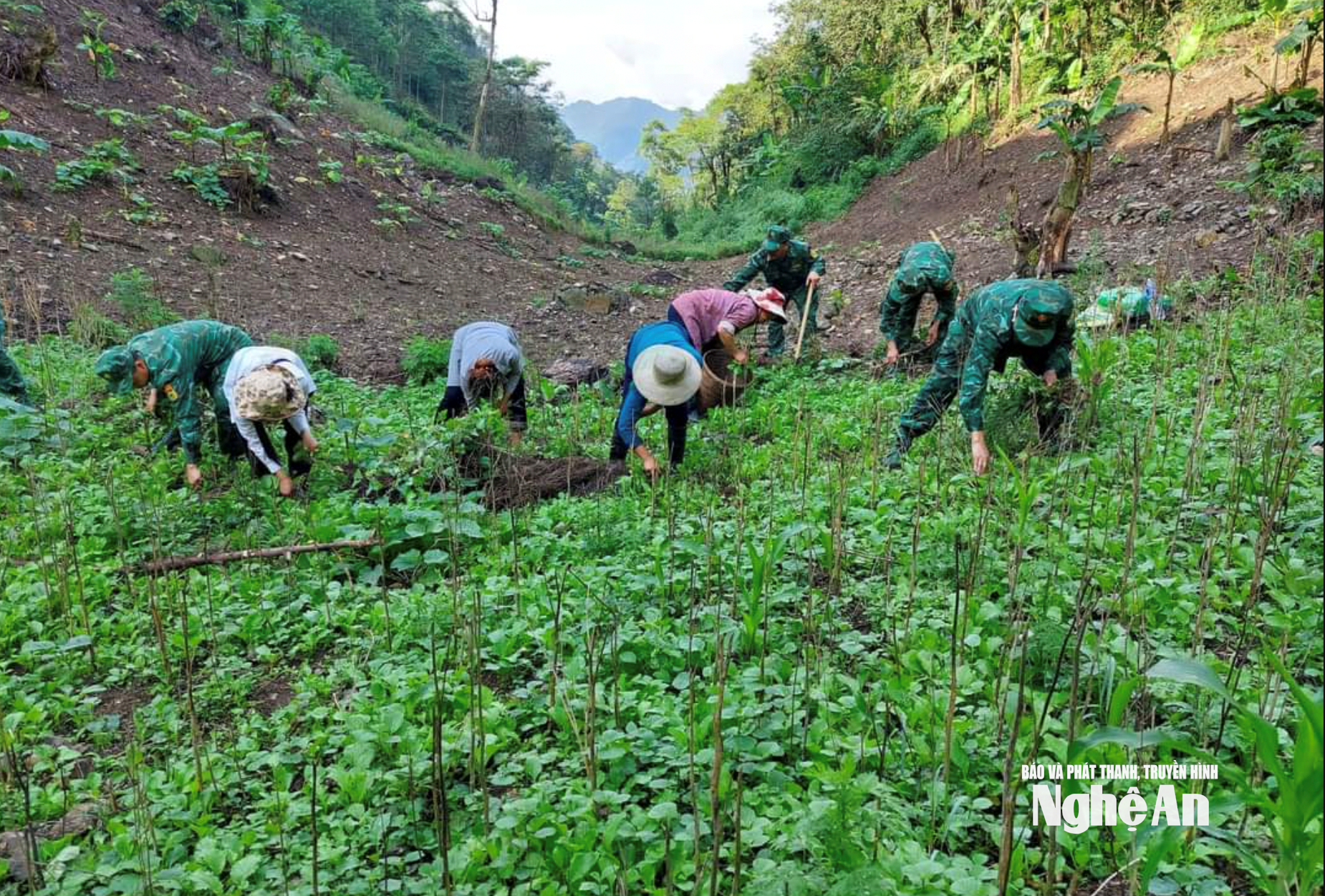 Phụ nữ bản HUồi Viêng trồng rau cải mẹo