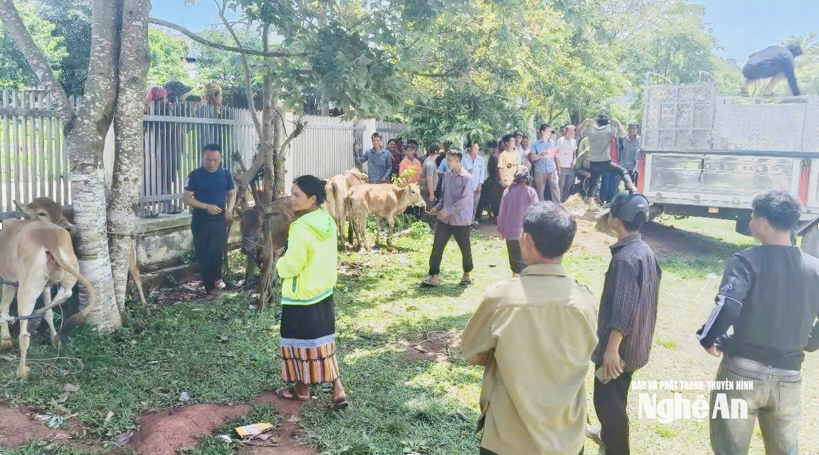 Tạo sinh kế bền vững từ chương trình trao bò giống cho hộ dân